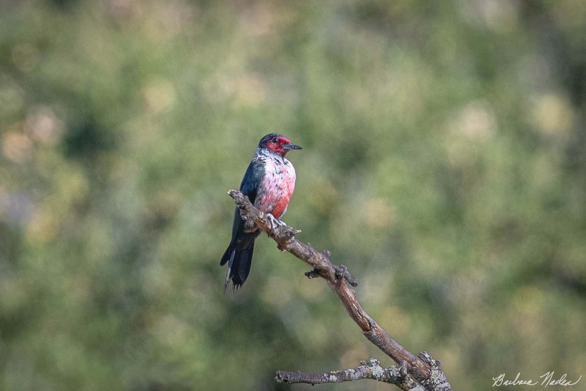 Lewis' Posing - Filoli, Woodside, California