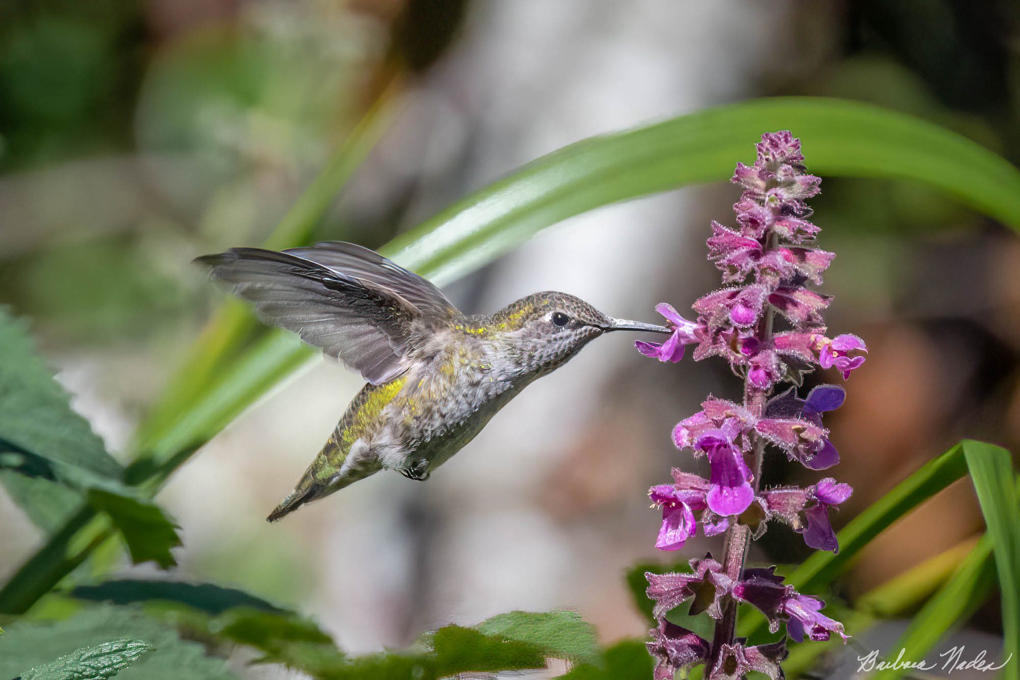 Enjoying the Nectar - Inverness, California