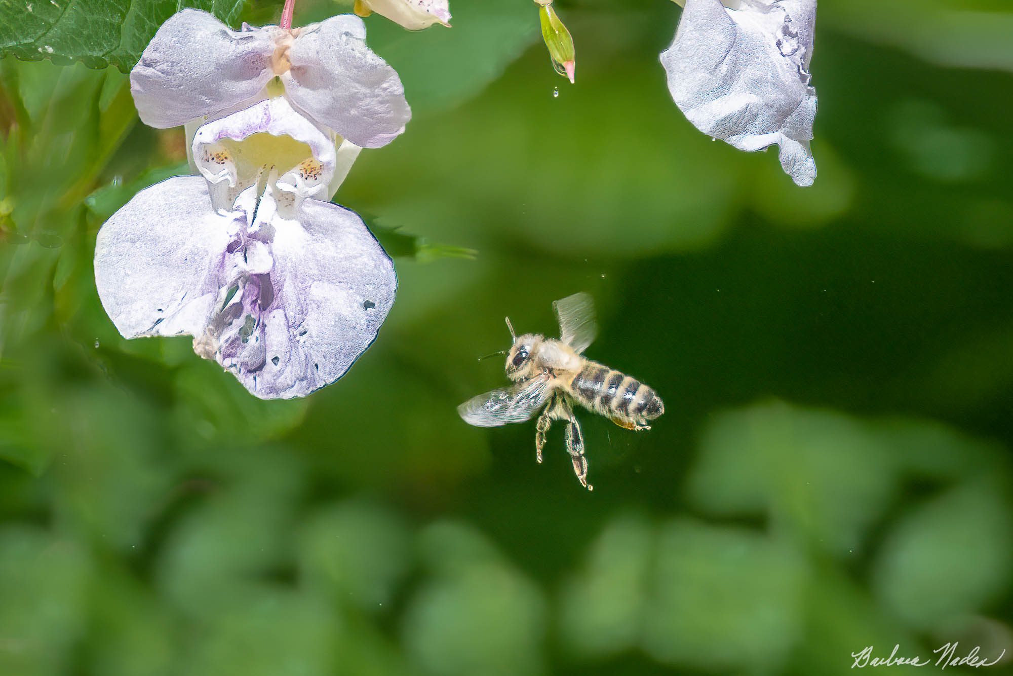 Looking for some Nectar - Inverness, California