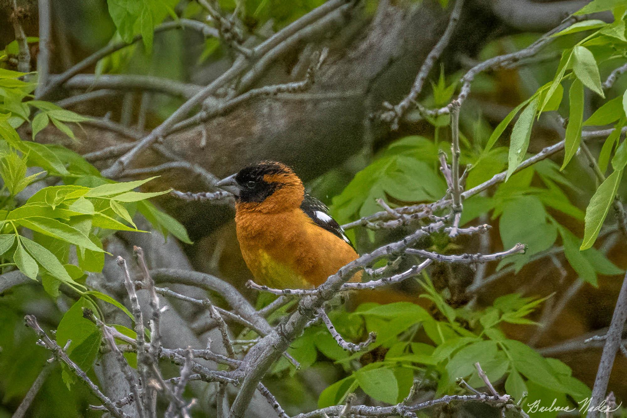 Adult Male Grosbeak Trying to Hide - Klamath Falls Area, Oregon