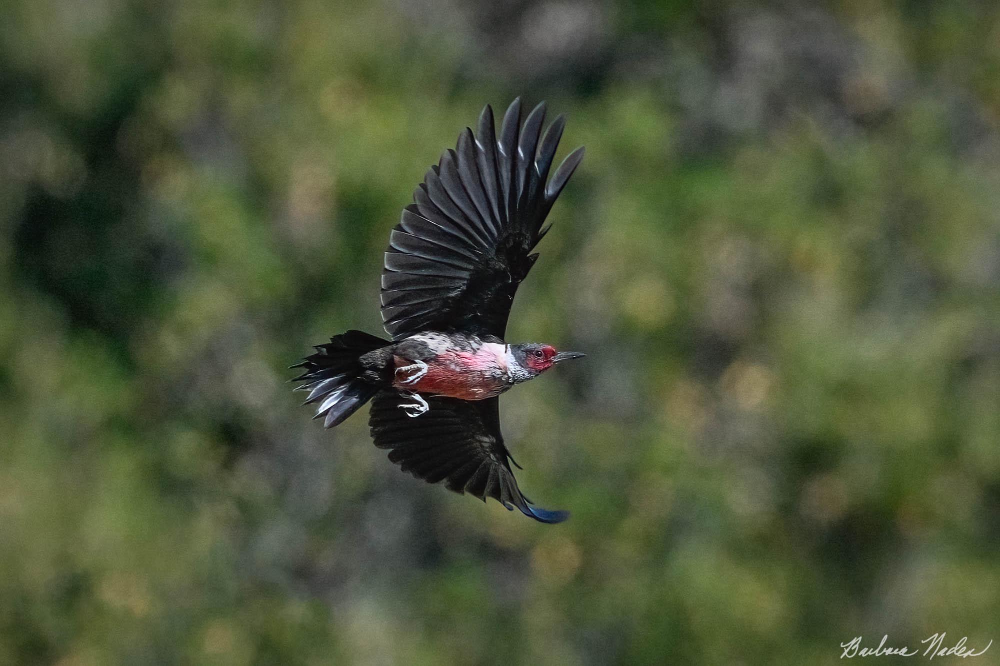 Lewis' in Flight - Filoli, Woodside, California