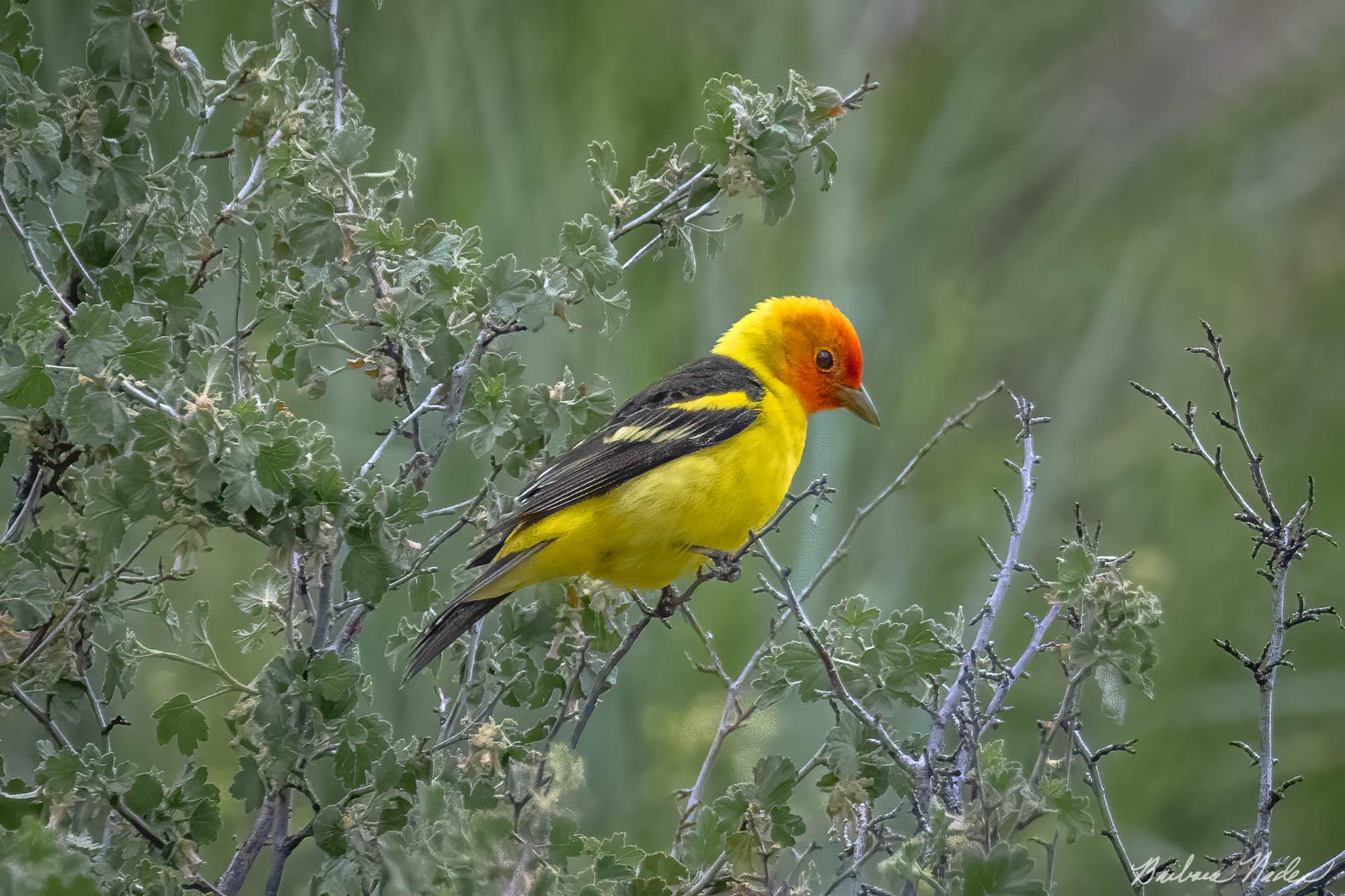 Adult Male Tanager in Breeding Plumage - Klamath Falls Area, Oregon