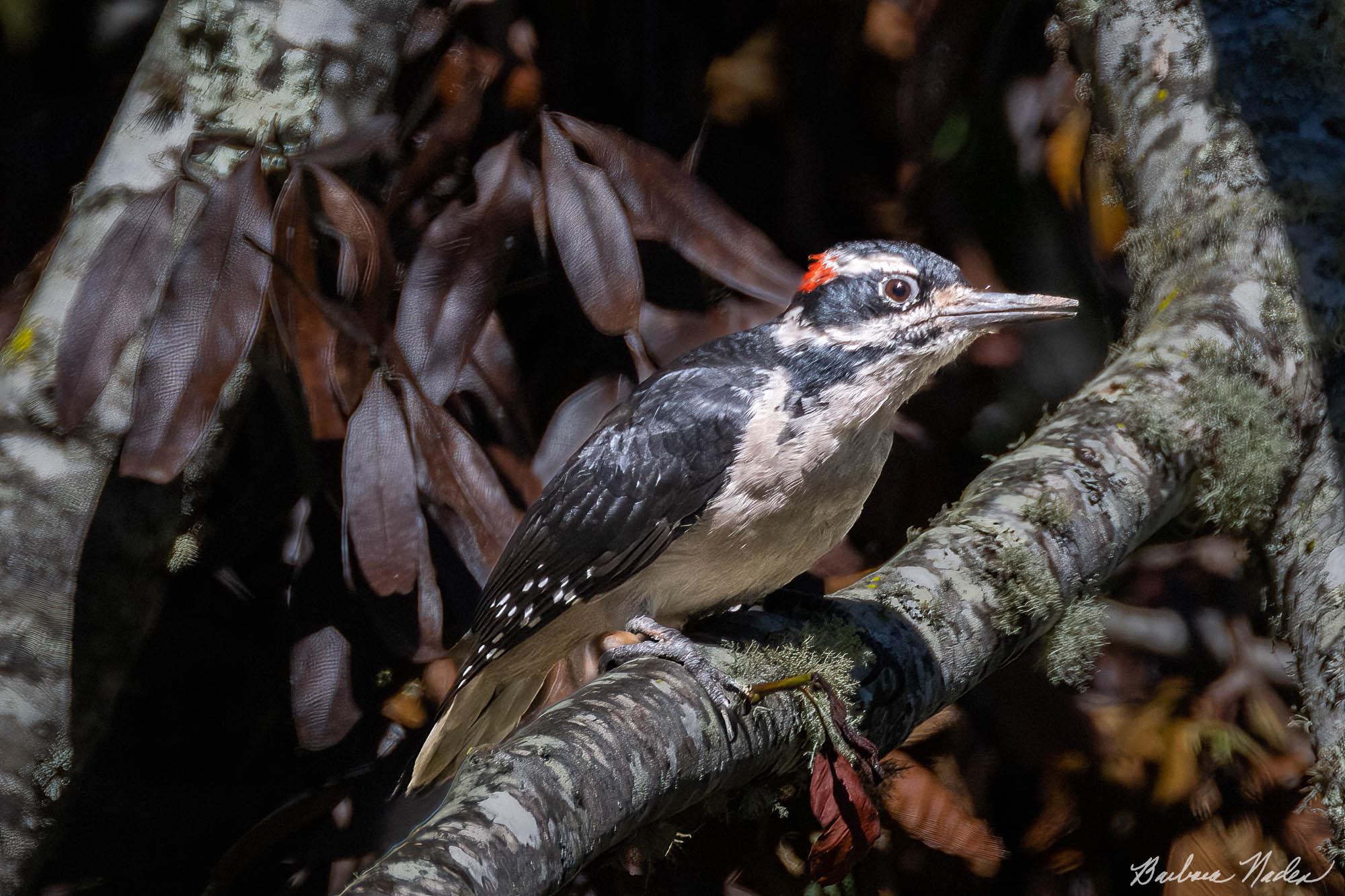 Male Hairy Woodpecker Sunning - Inverness, California