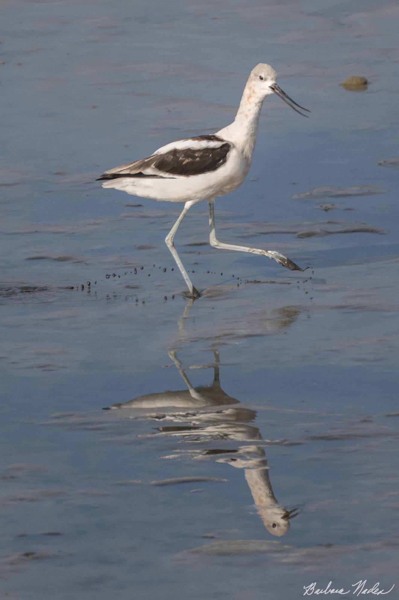 Slinging the Mud - Near Charleston Slough, Mountain View, California