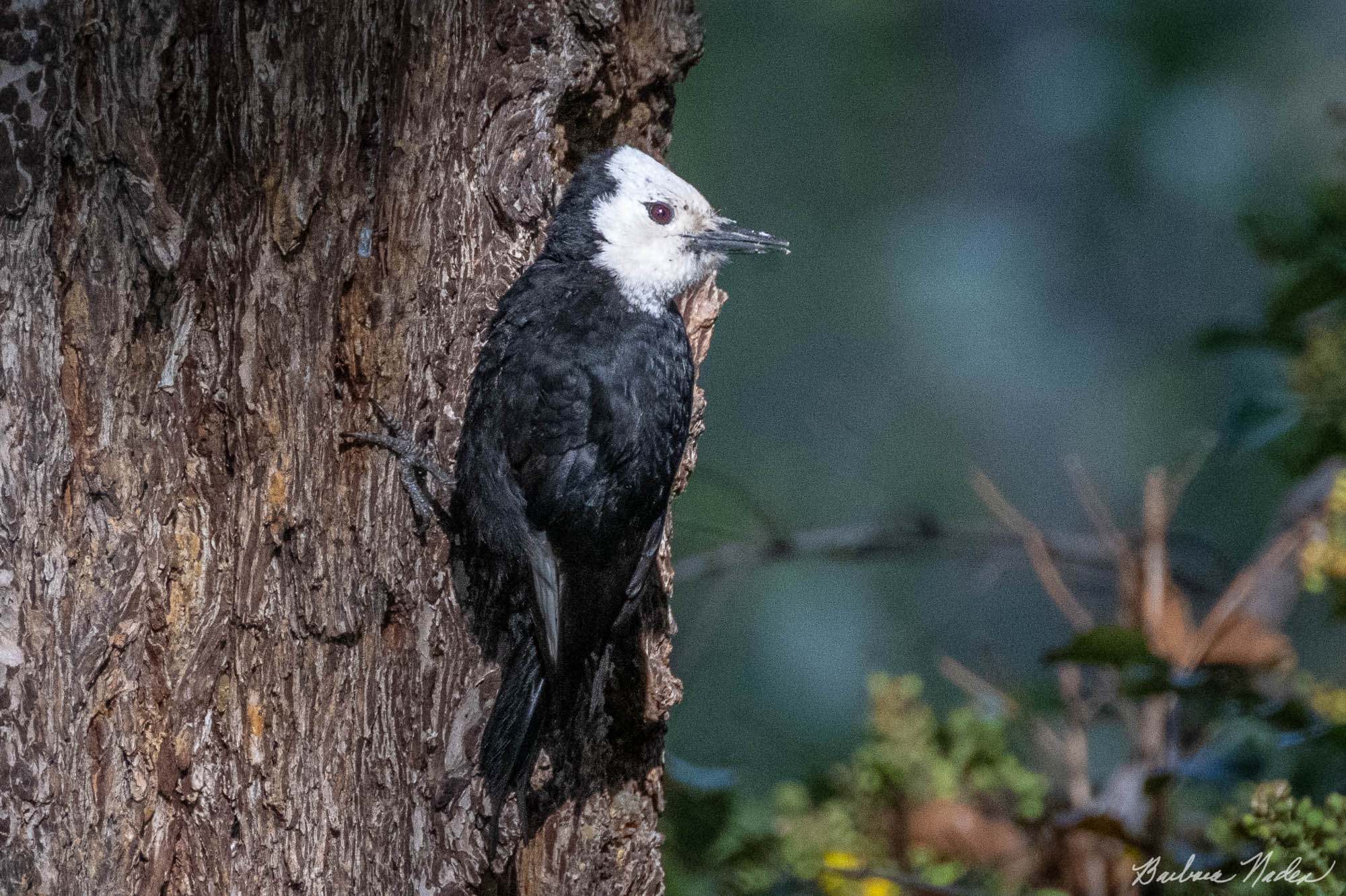 Woodpecker Taking in the Last Rays of Sun - Klamath Falls Area, Oregon