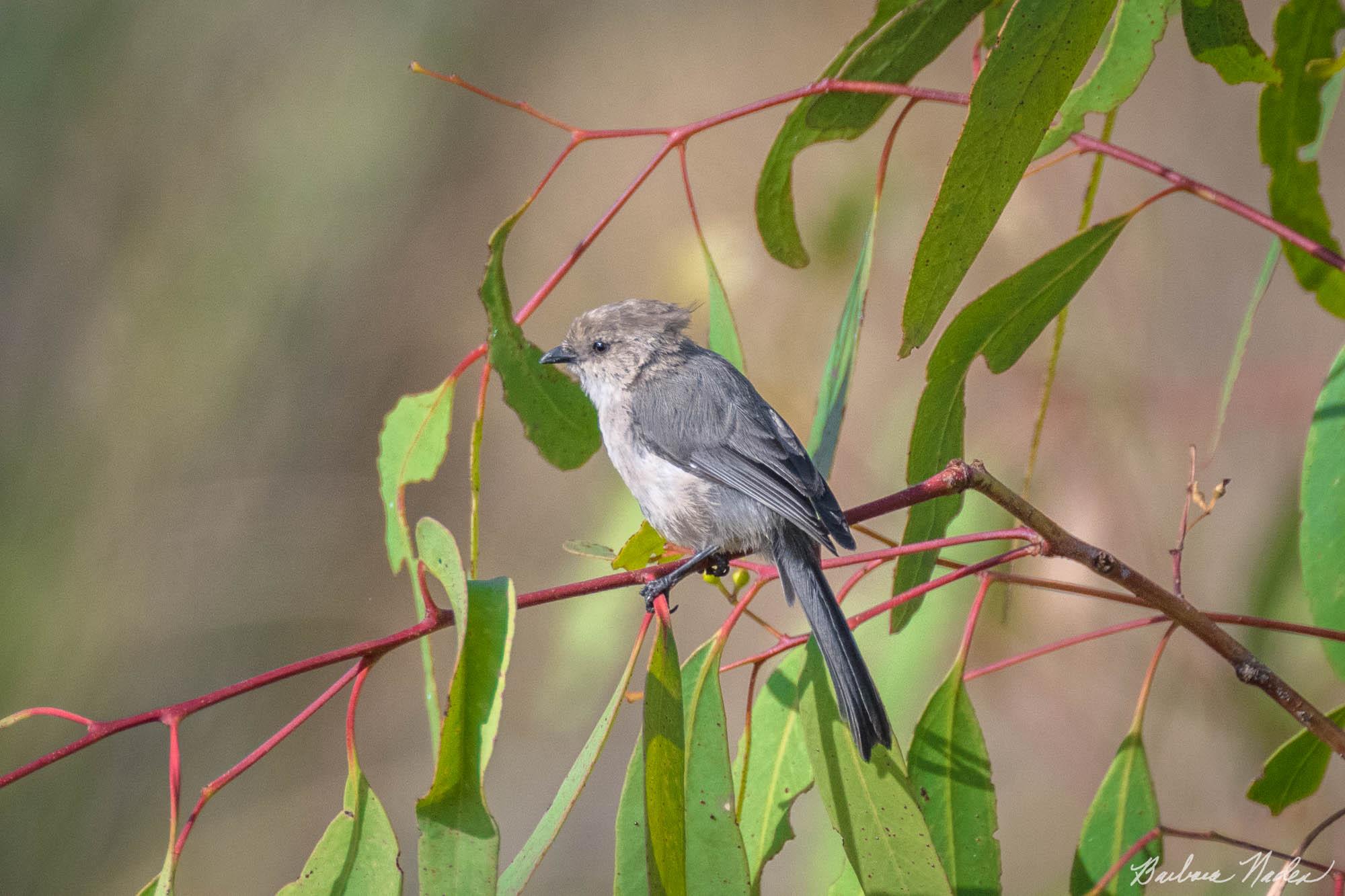 Resting for a Moment - Shoreline at Mountain View, California