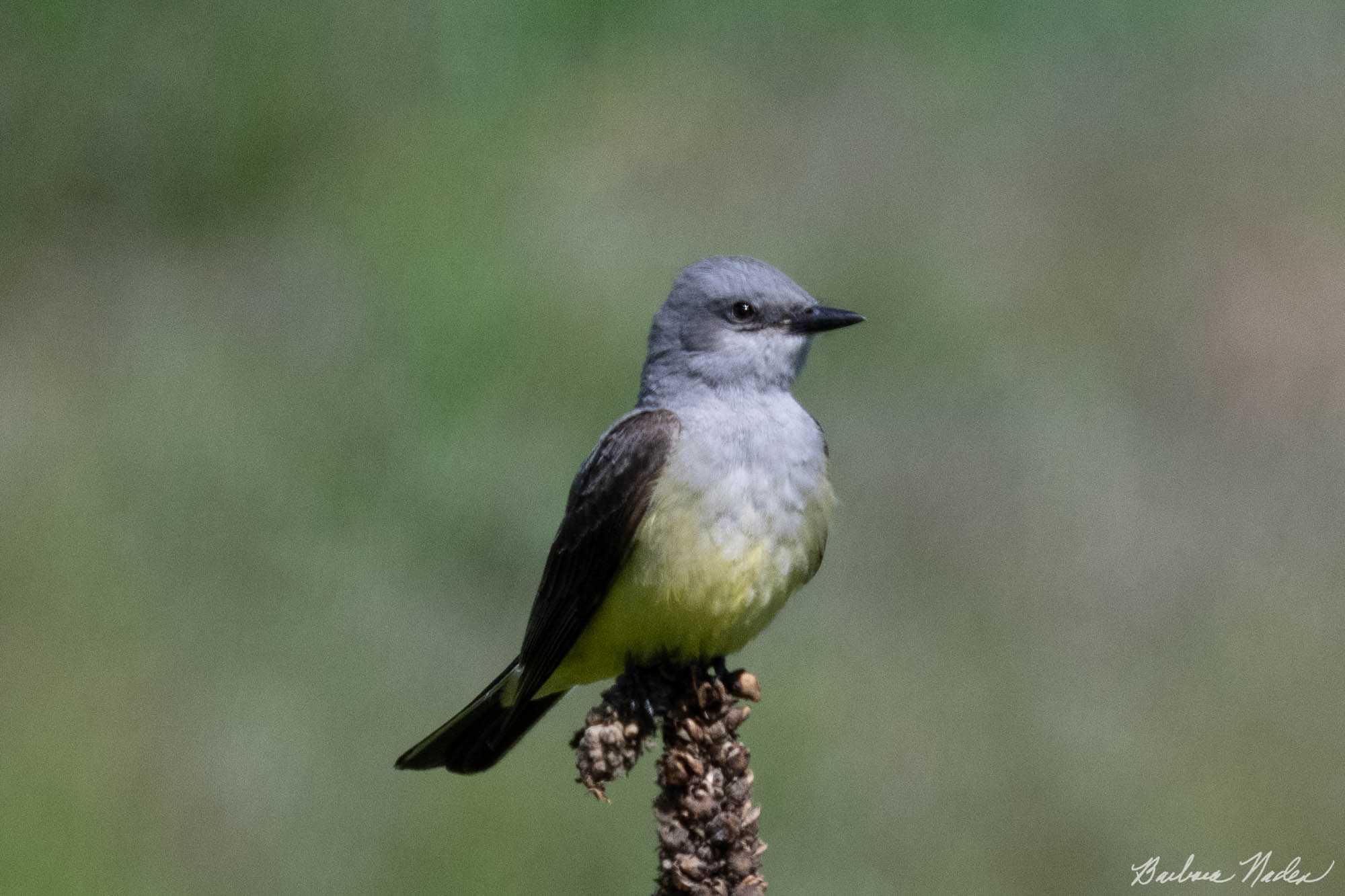 Kingbird Taking a Morning Rest - Klamath Falls Area, Oregon