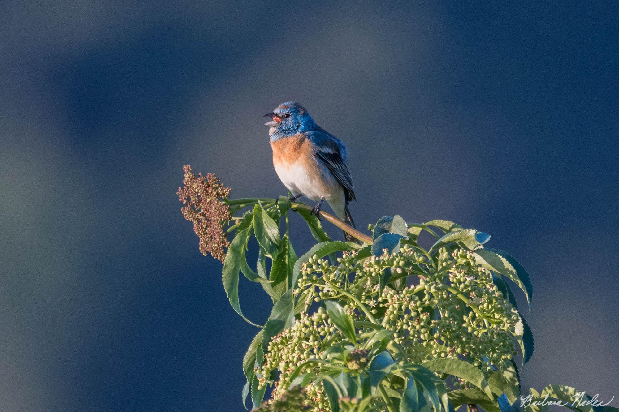 Lazuli Bunting 2 - Shannon Valley Open Space Preserve