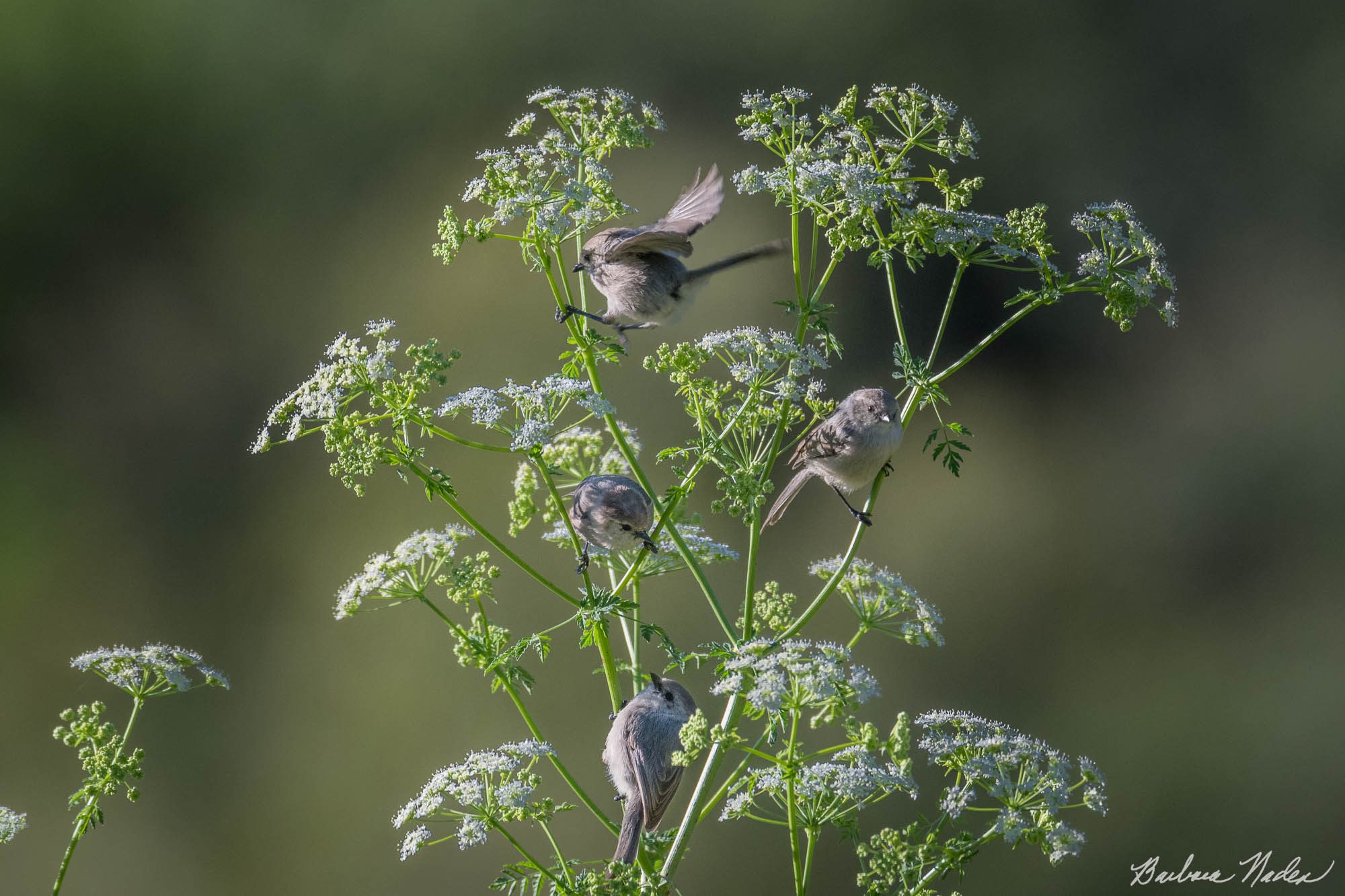 Bushtit flock on Queen Anne's Lace - Shannon Valley Open Space Preserve