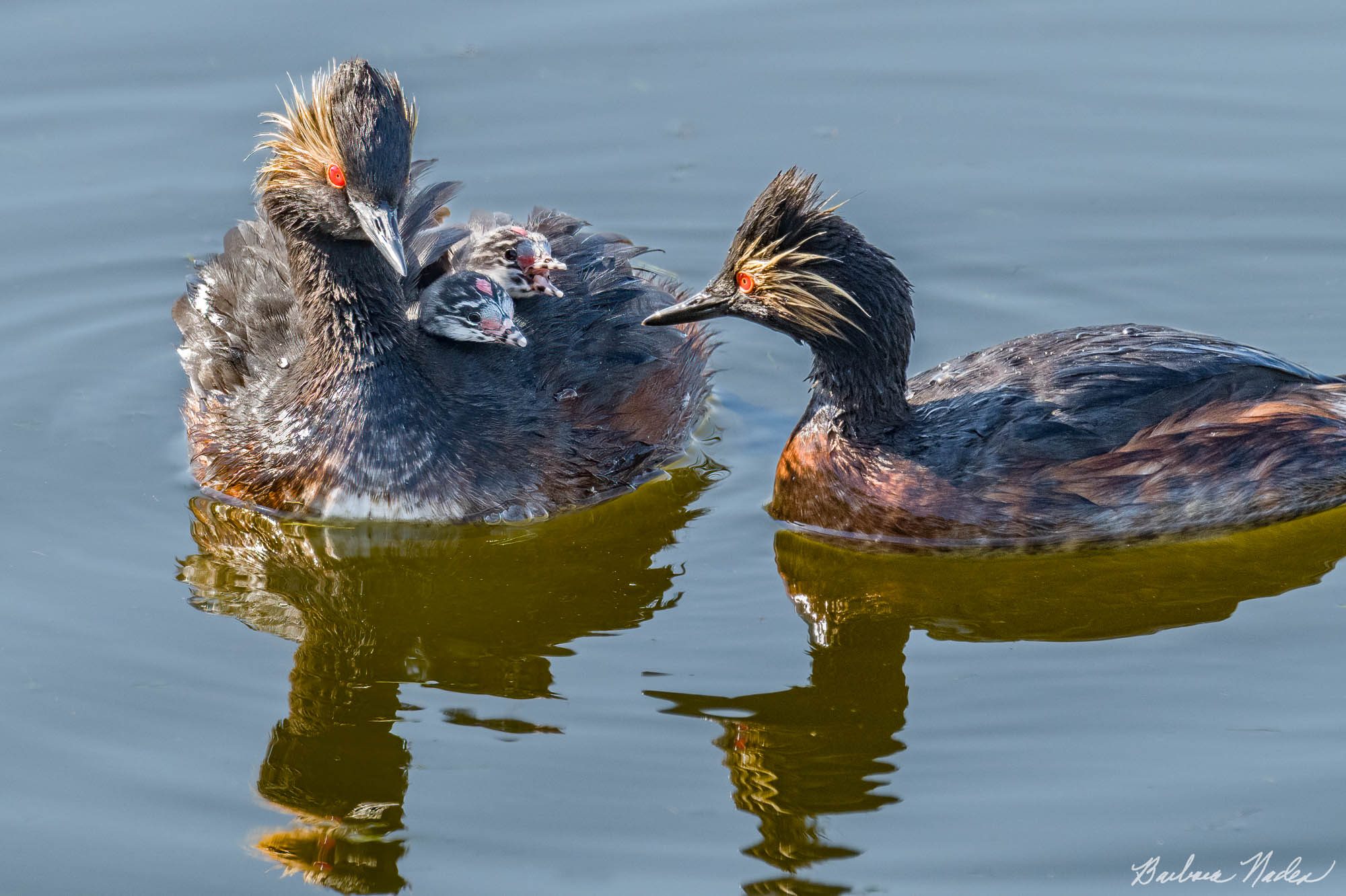Hungry Babies - Crittenden Ponds, Mountain View, California