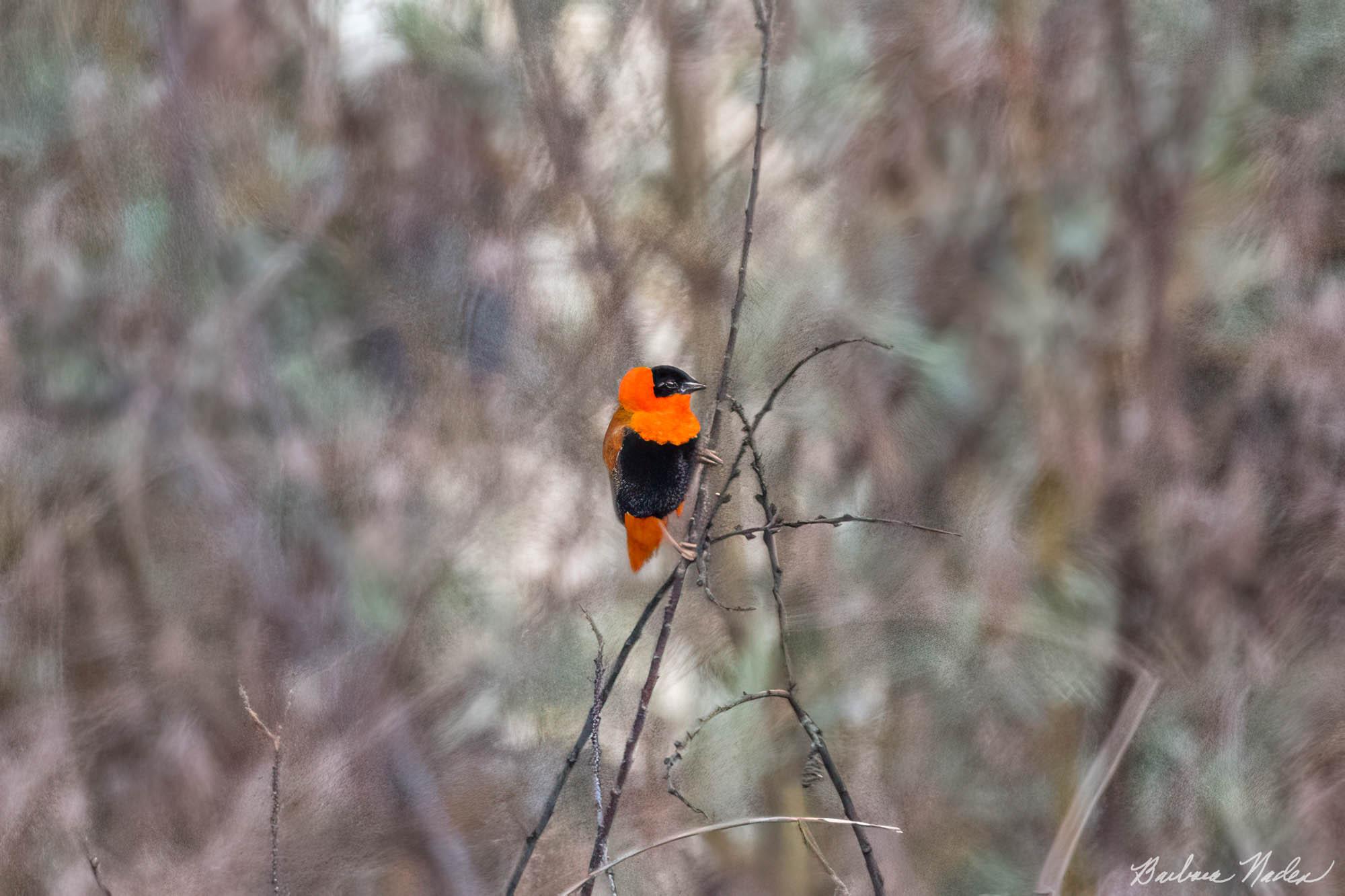 Stately - Almaden Lake, San Jose, California