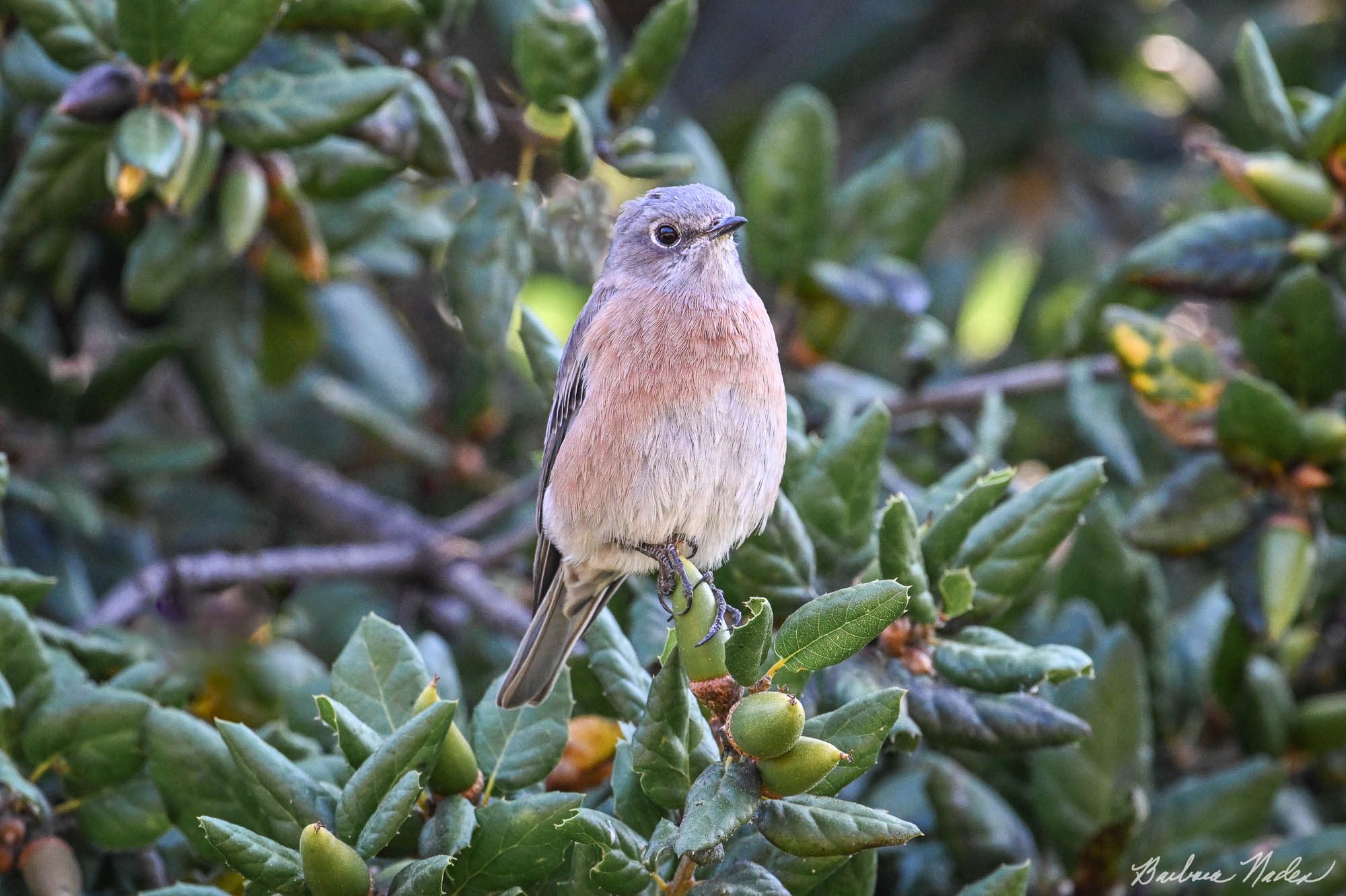 Female Western Bluebird - Vasona Lake Park