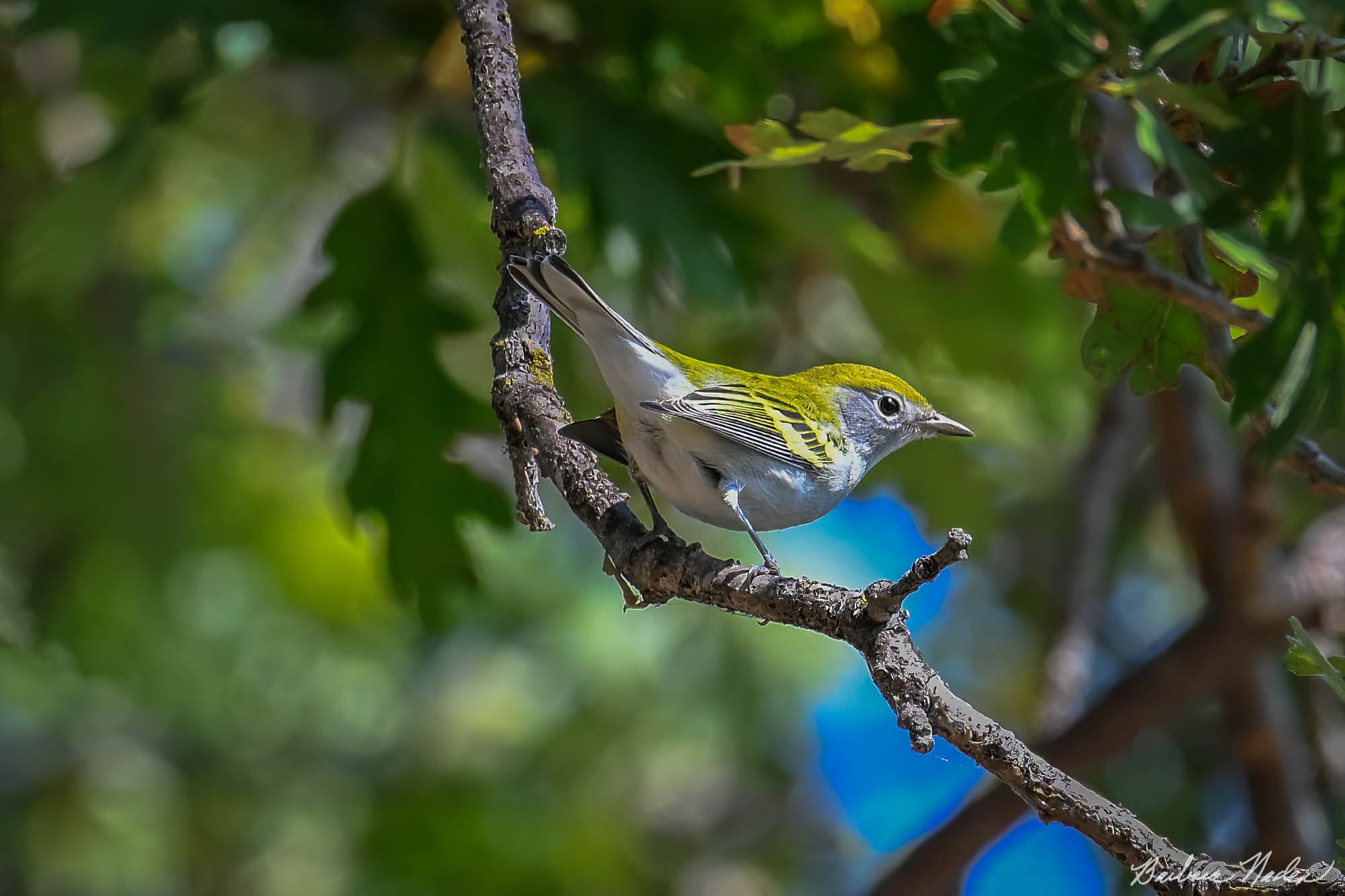 A Brief Still Moment - Vasona Lake Park