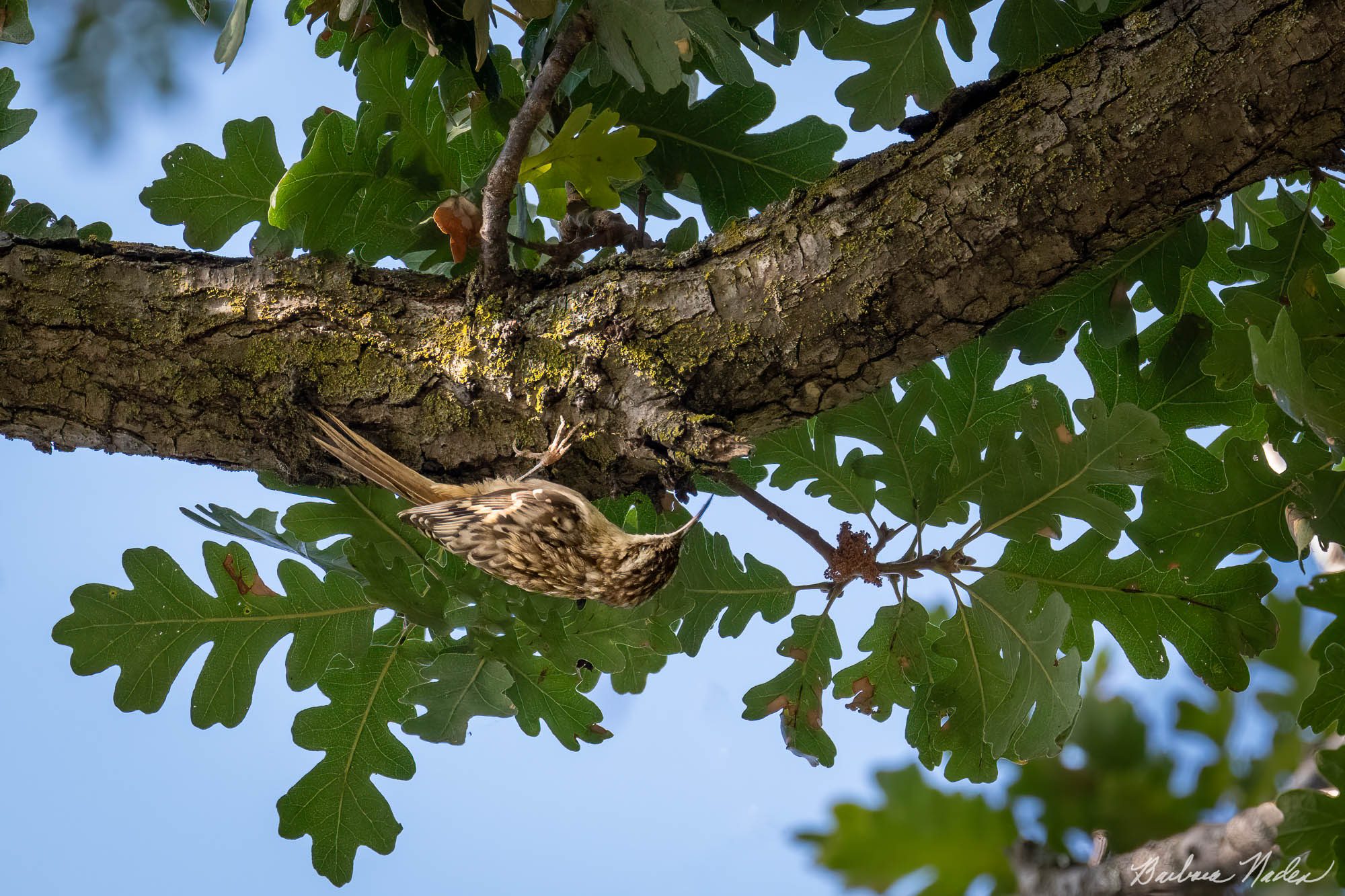 A Quest for Food - Vasona Lake Park