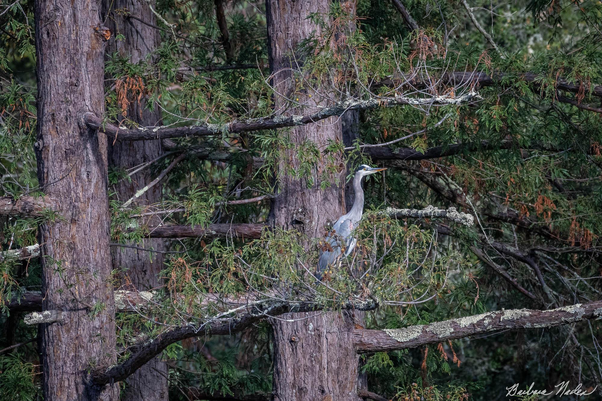 Resting in a Redwood Tree - Bear Creek Redwoods OSP, Los Gatos, California