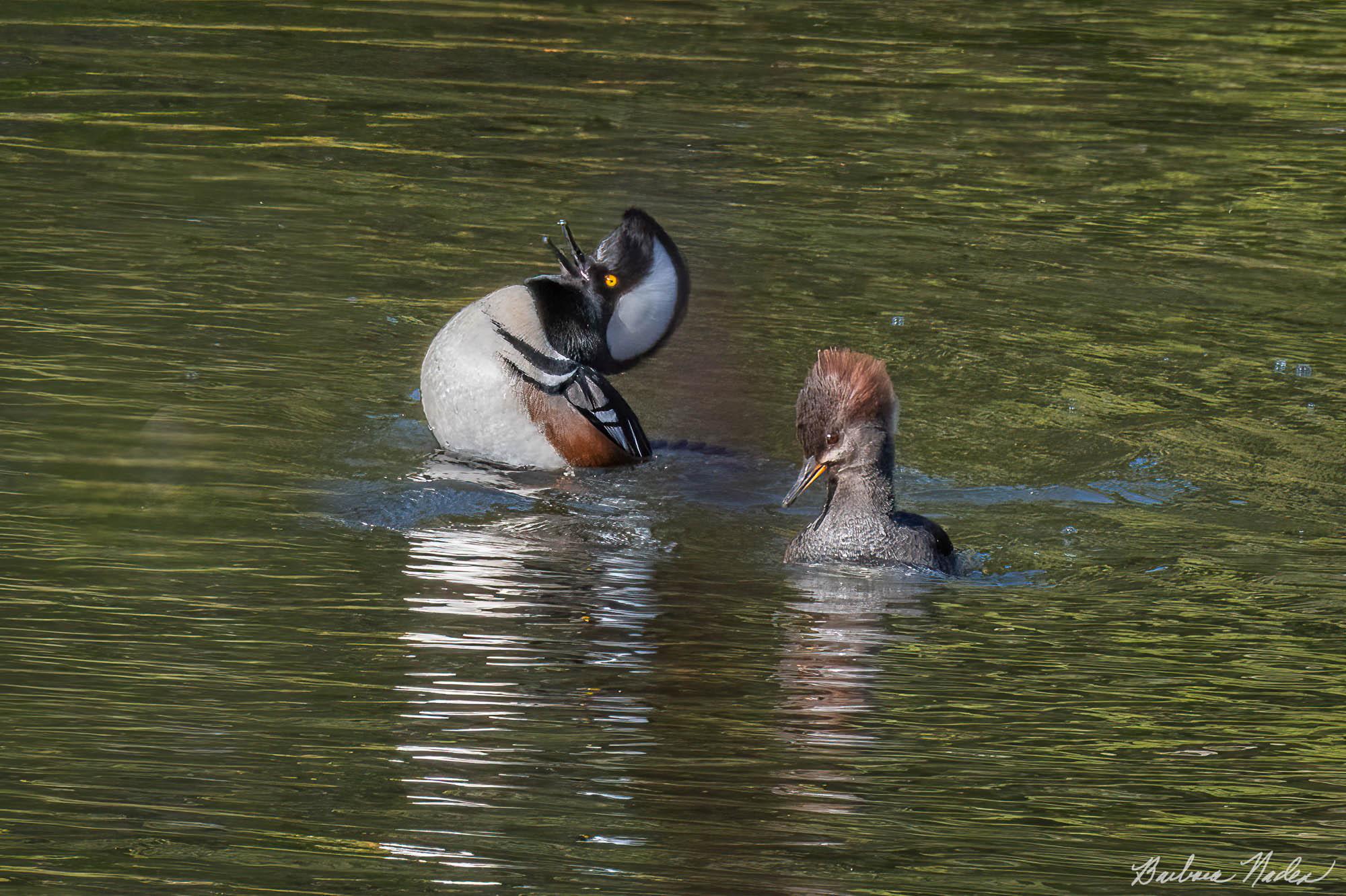 Wooing a Potential Mate - Bear Creek Redwoods OSP, Los Gatos, California