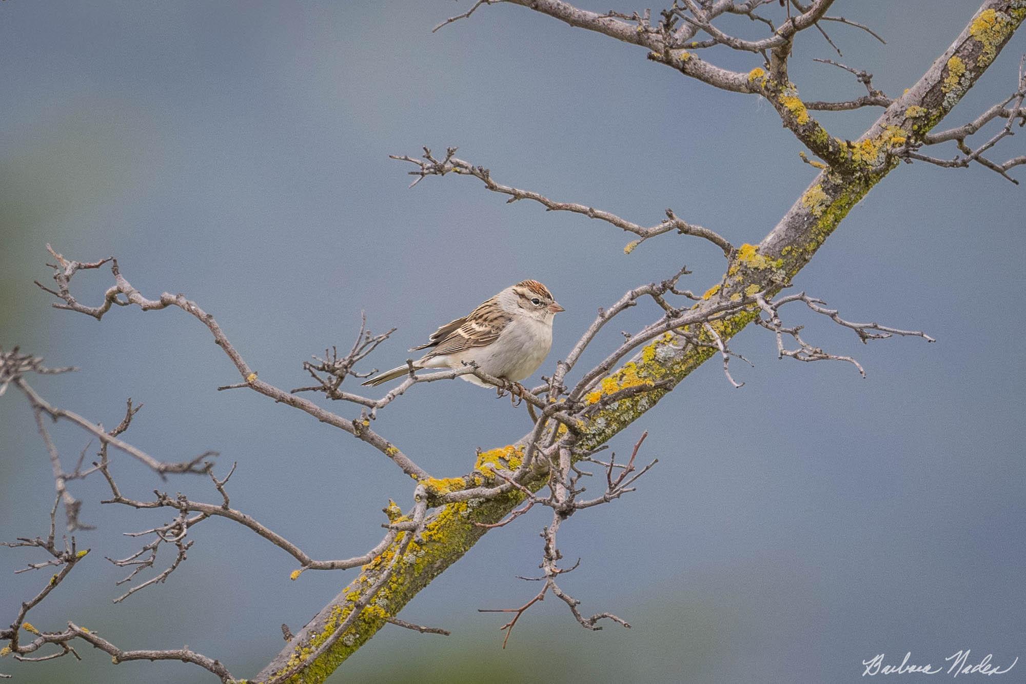 Resting on a Foggy Morning - TJ Martin Park, San Jose, California