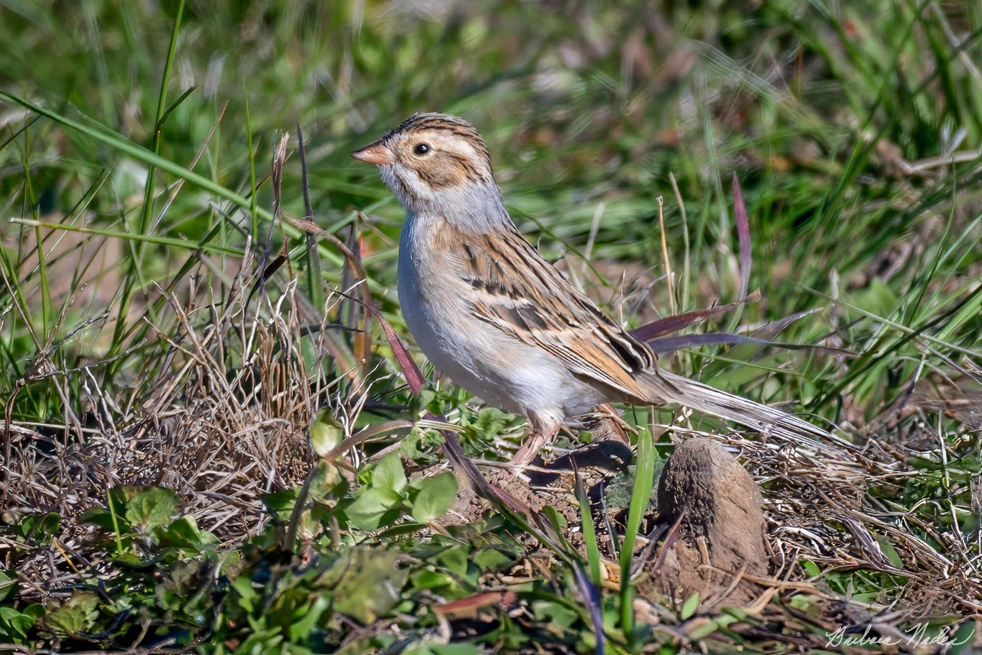 Trying to Hide - TJ Martin Park, San Jose, California