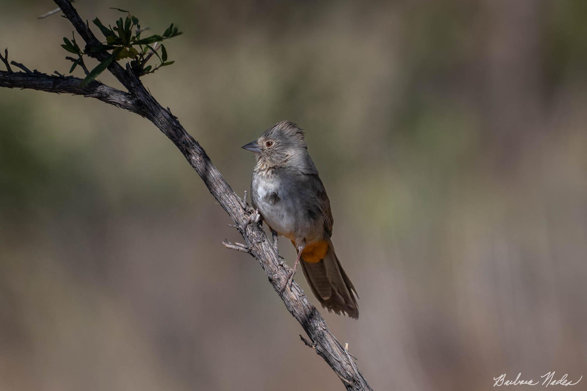 Canyon Towhee - Saguaro National Park, Arizona