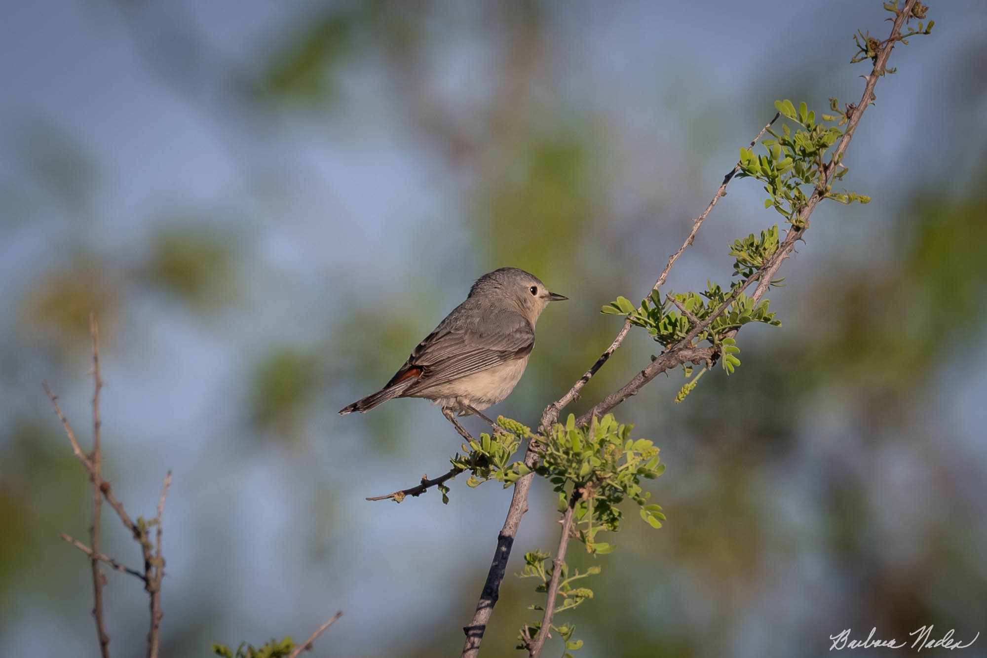 Lucy's Warbler - Florida Canyon, Arizona
