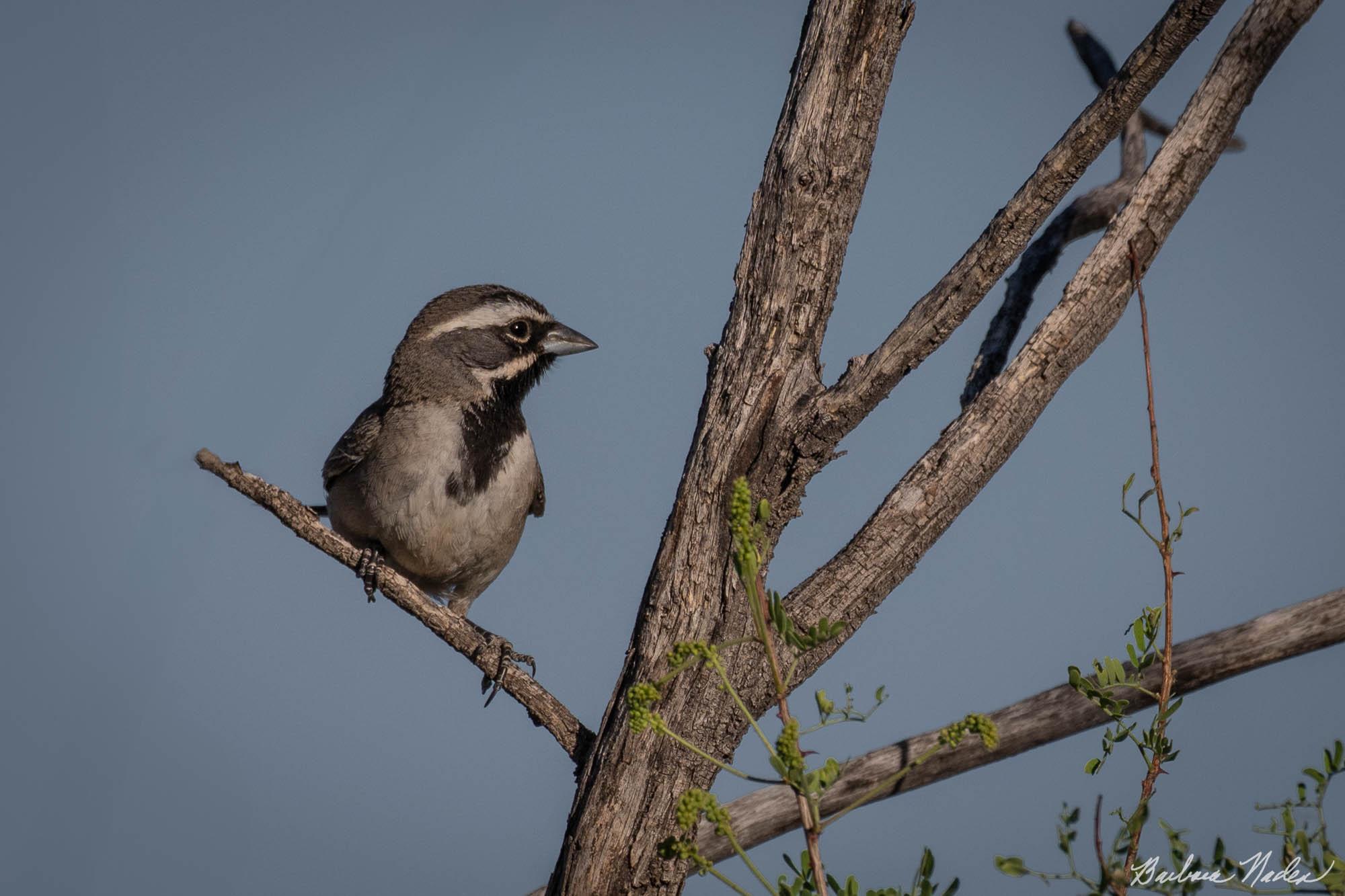 Black-throated Sparrow - Florida Canyon, Arizona