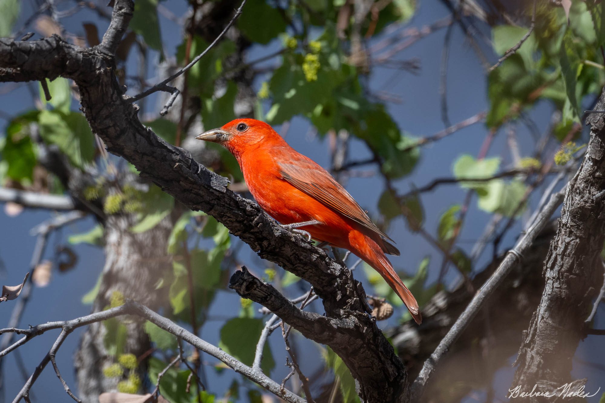 Summer Tanager - Florida Canyon, Arizona
