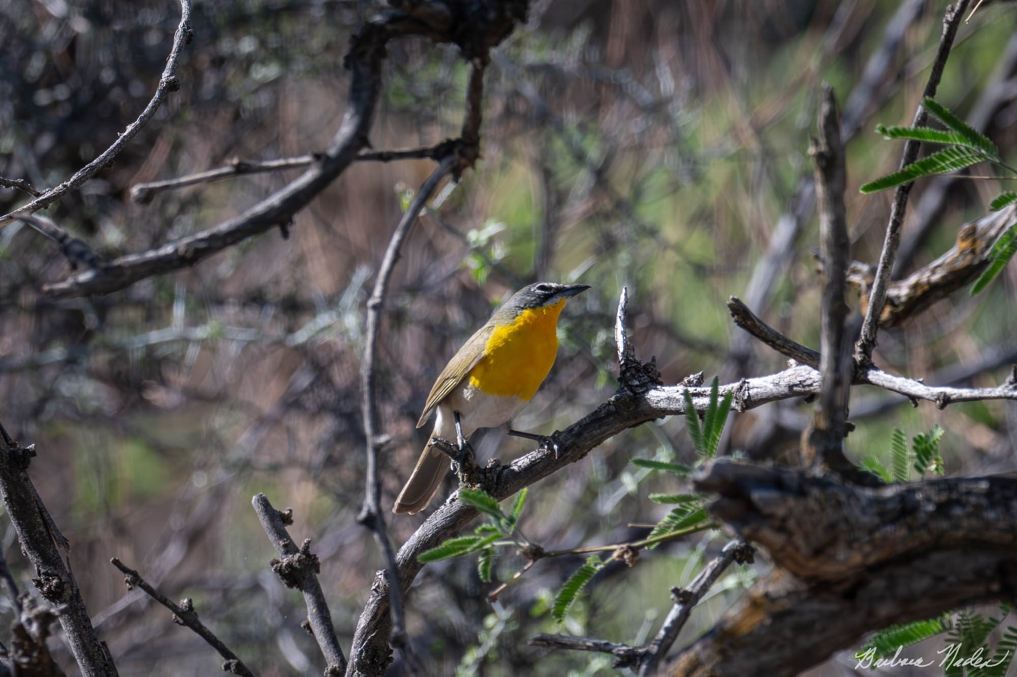 Yellow-breasted Chat - Florida Canyon, Arizona