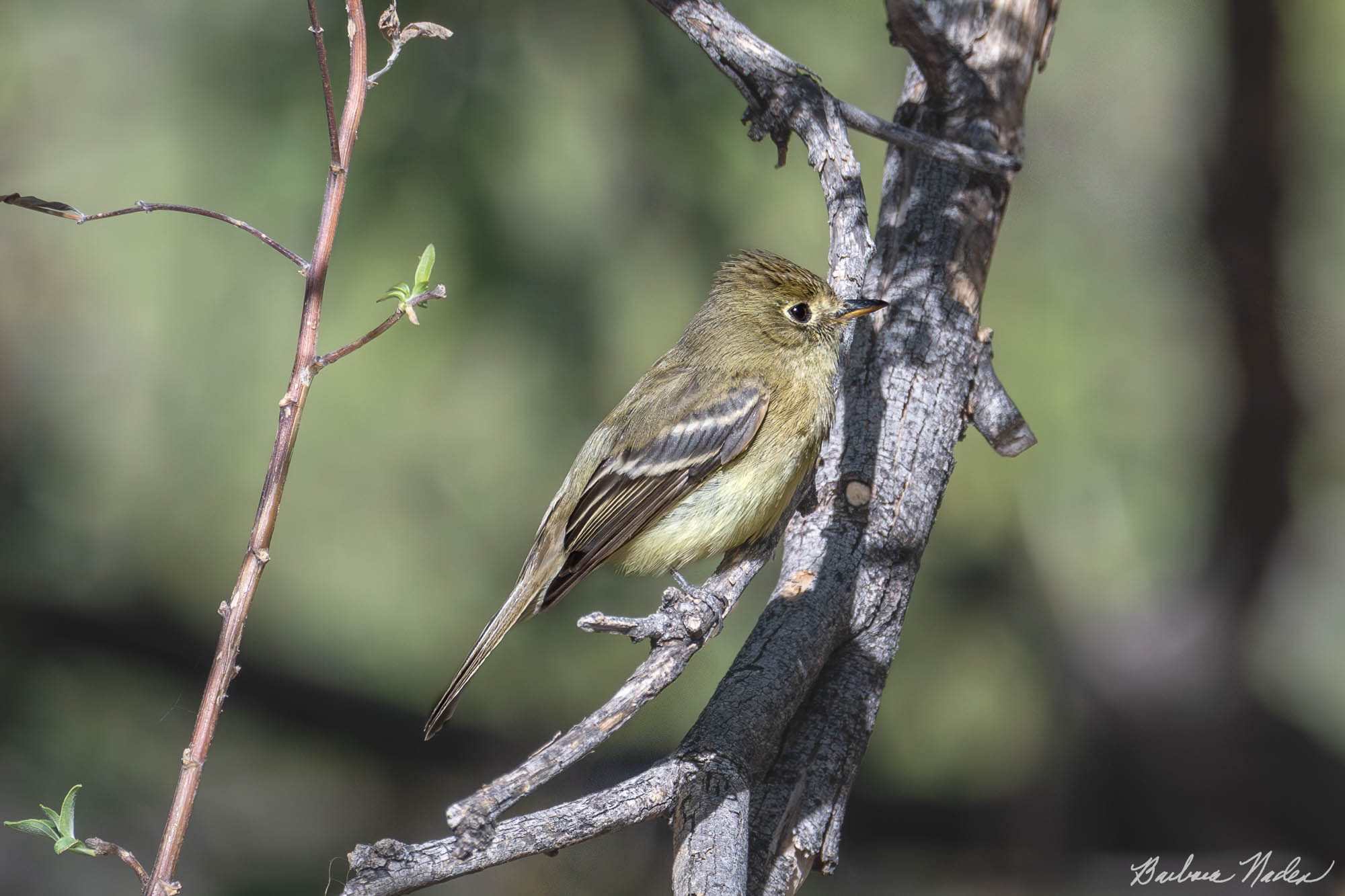 Cordilleran Flycatcher - Florida Canyon, Arizona