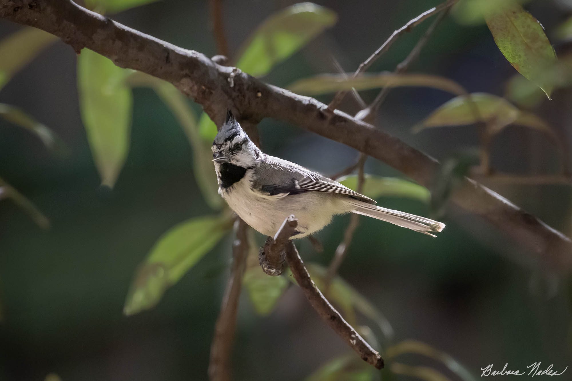 Bridled Titmouse - Madera Canyon, Arizona