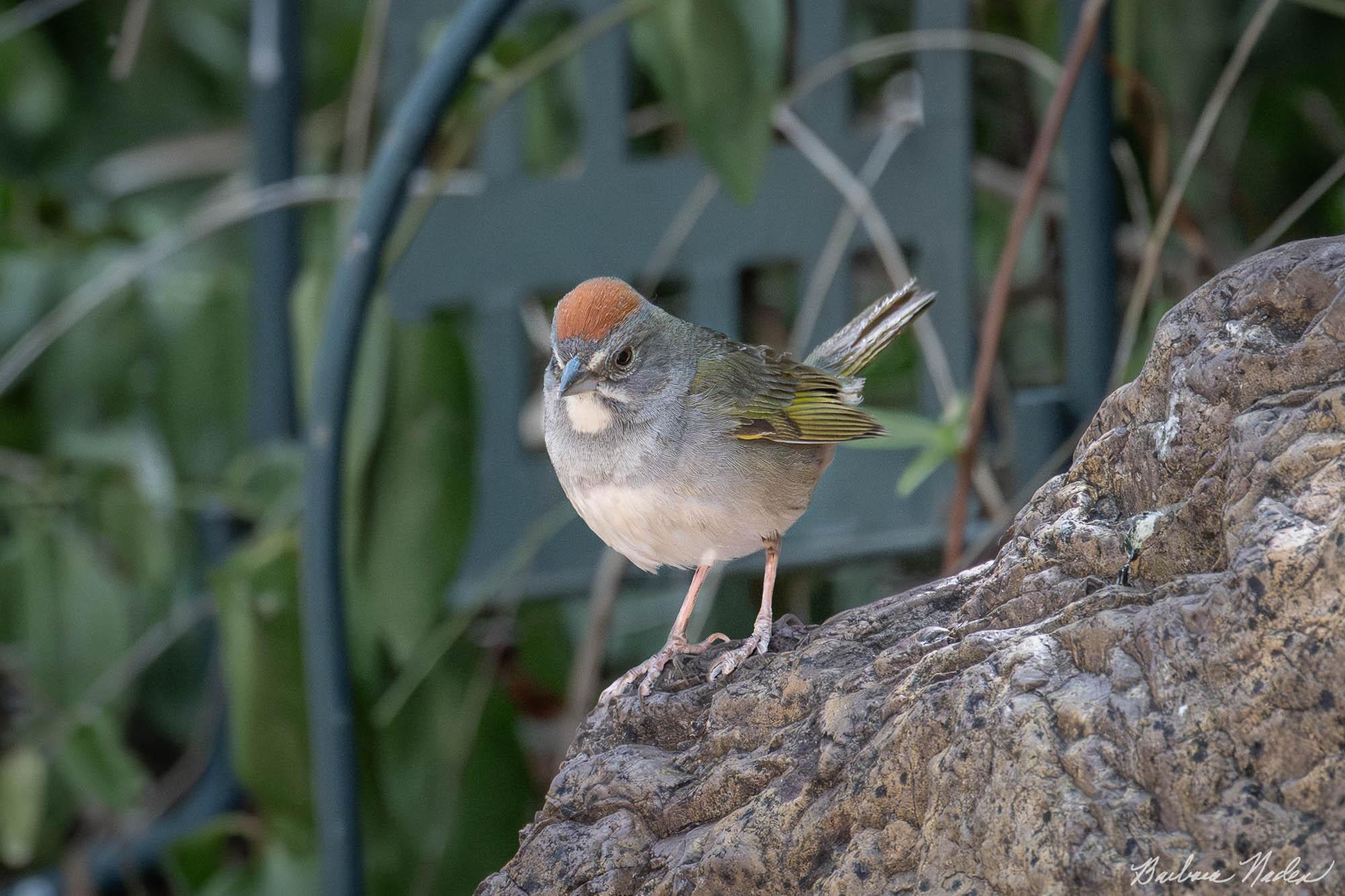 Green-tailed Towhee - Madera Canyon, Arizona