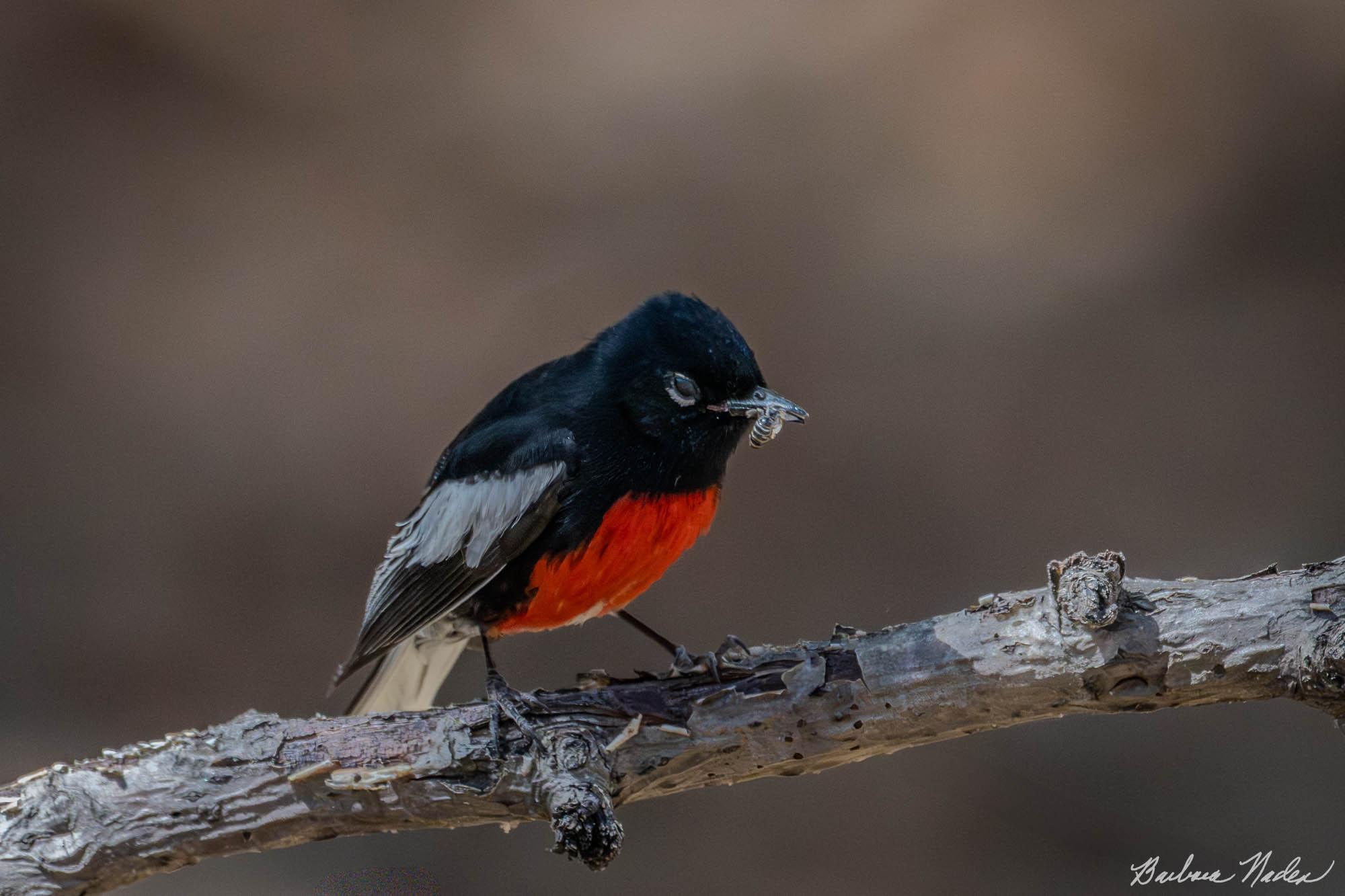 Painted Redstart with a Bee - Madera Canyon, Arizona