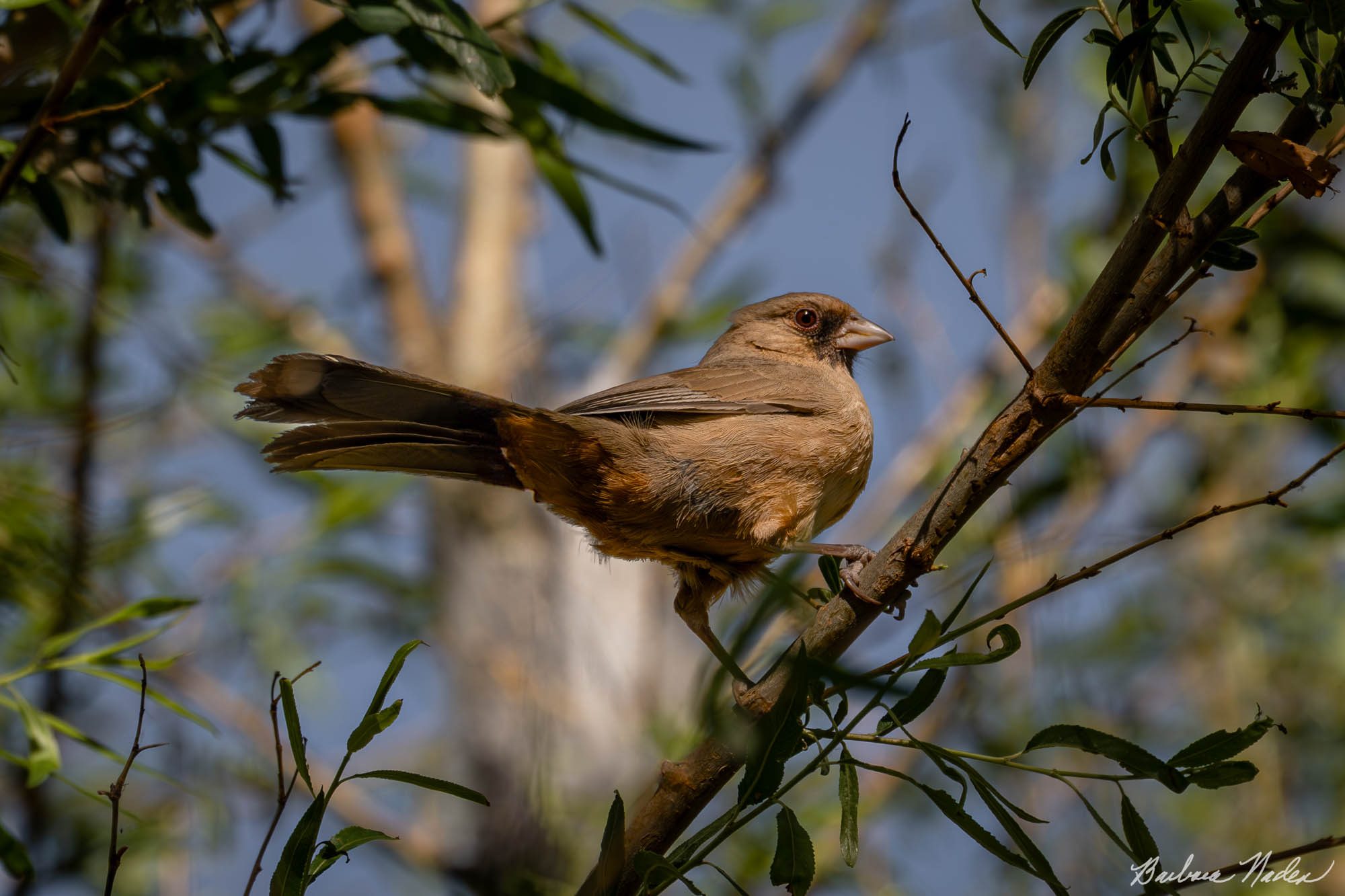 Abert's Towhee - Hereford Bridge Trail, Arizona