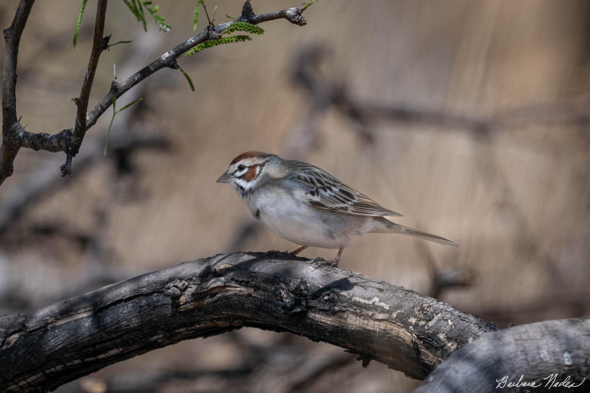 Lark Sparrow - Ash Canyon Bird Sanctuary, Arizona