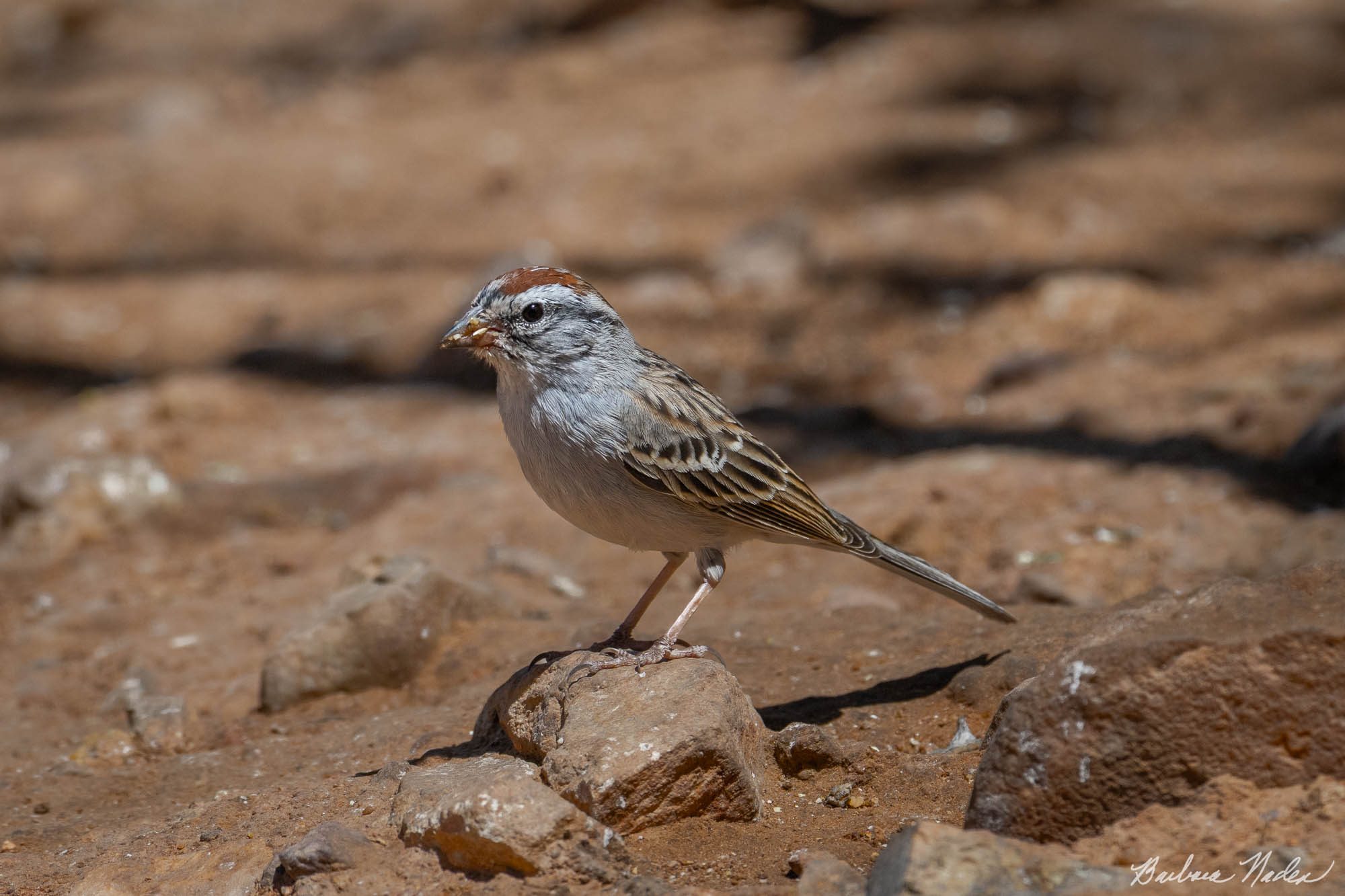 Rufous-crowned Sparrow - Ash Canyon Bird Sanctuary, Arizona