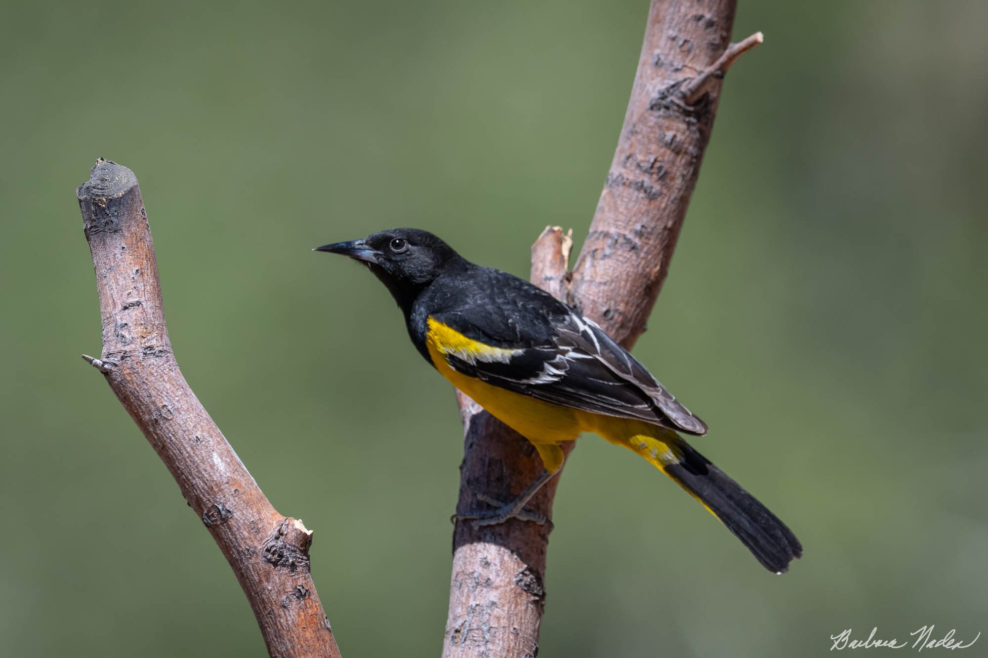 Scott's Oriole - Ash Canyon Bird Sanctuary, Arizona