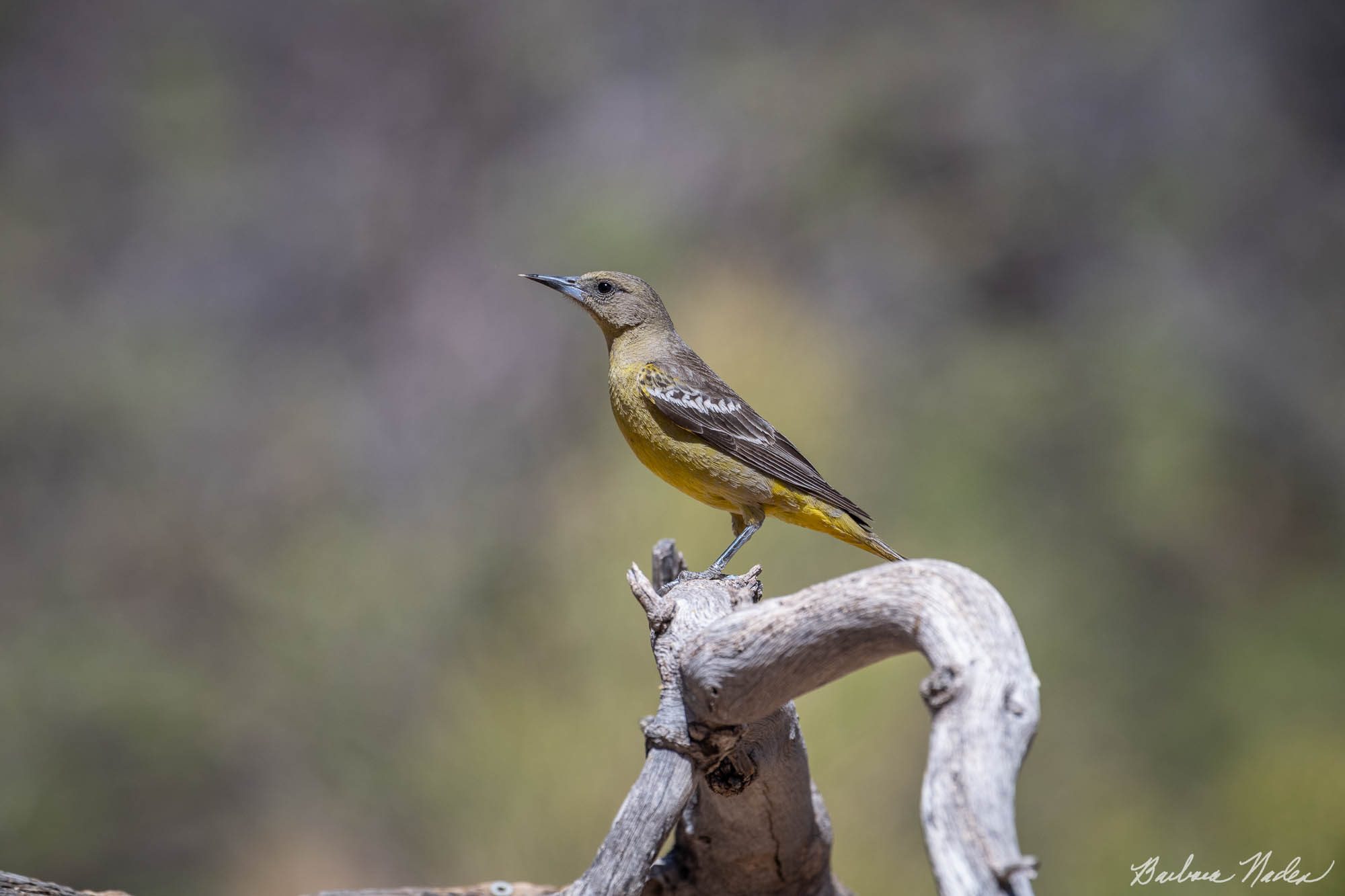 Female Scott's Oriole - Ash Canyon Bird Sanctuary, Arizona