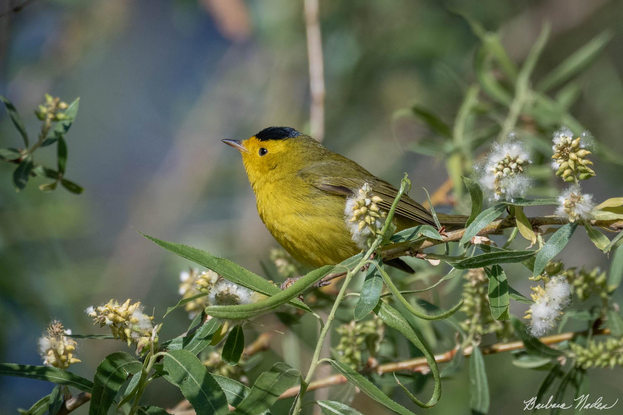 Wilson's Warbler - Hereford Bridge Trail, Arizona