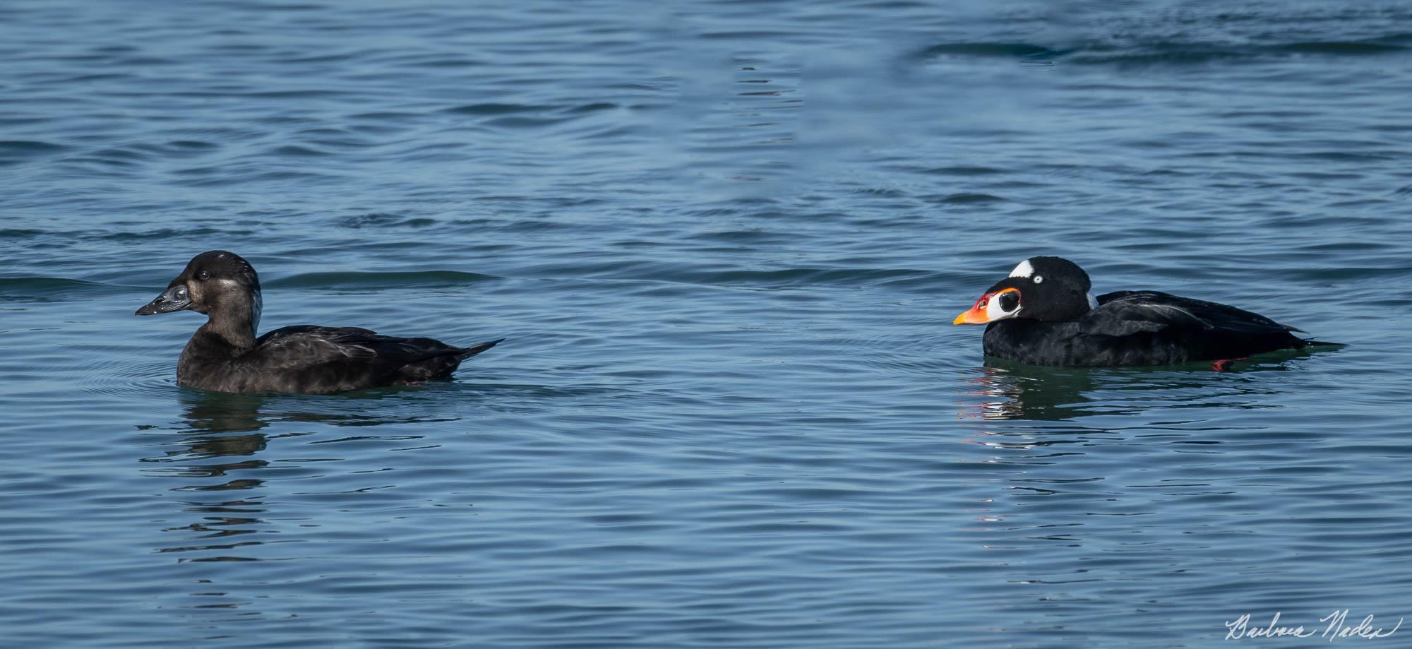 Mated Pair - Coyote Point Recreational Area, California