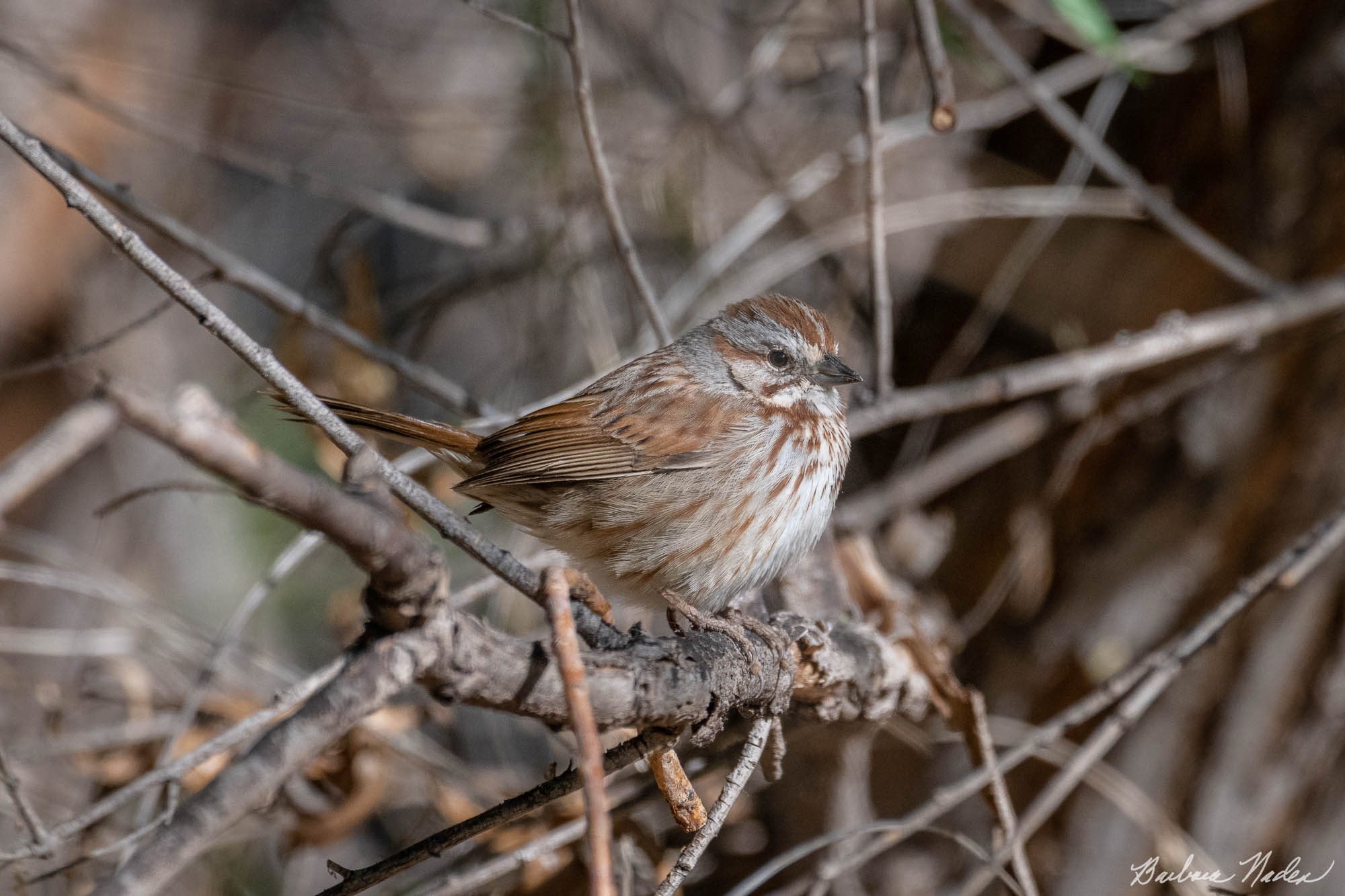 Lincoln's Sparrow - Hereford Bridge Trail, Arizona