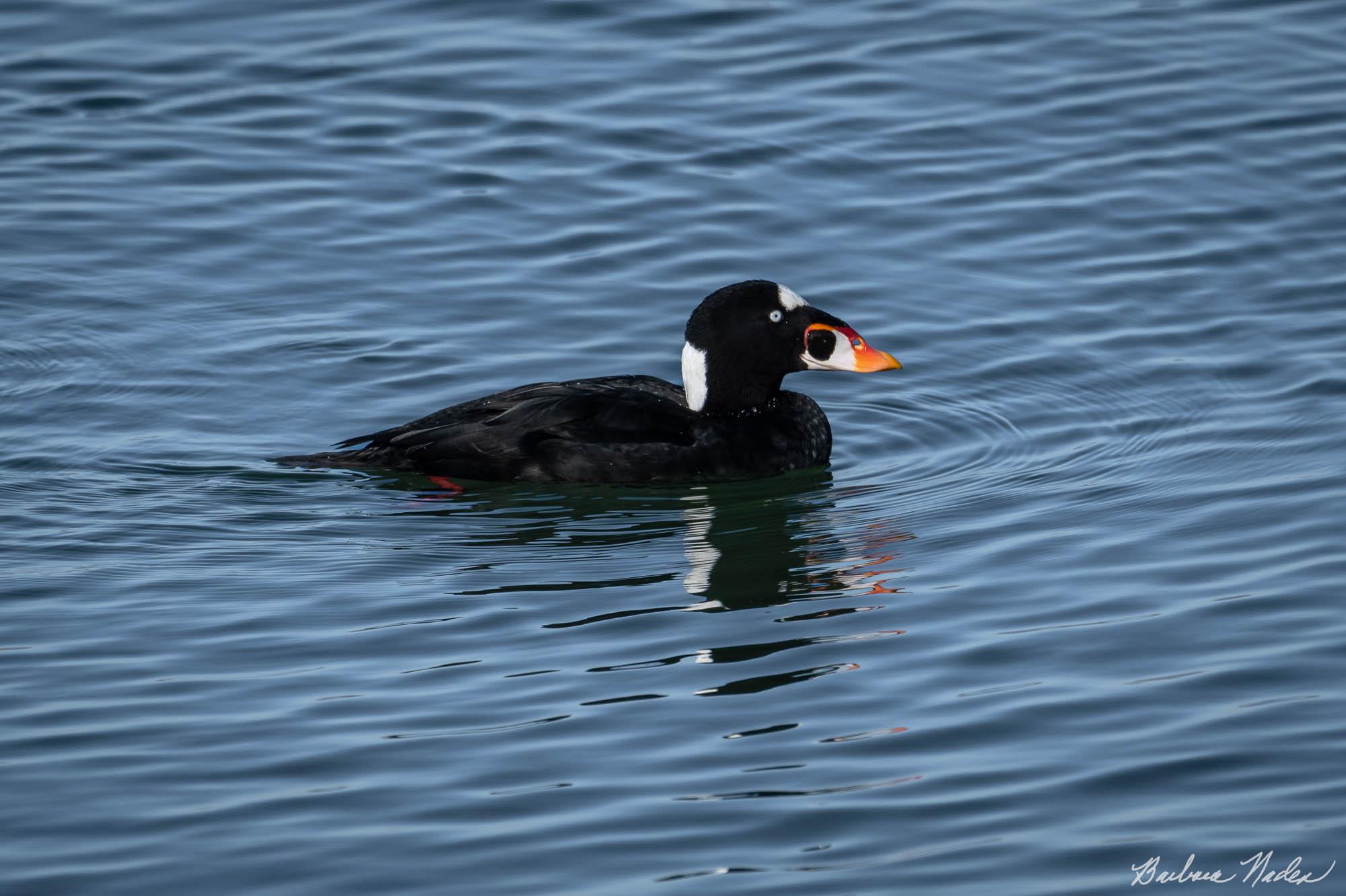 What a beak! - Coyote Point Recreational Area, California