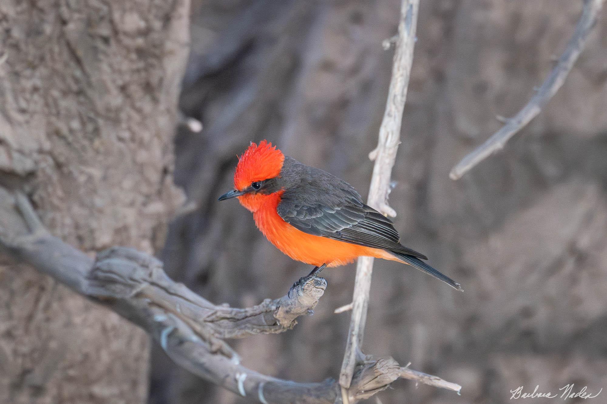 Vermillion Flycatcher 2 - Hereford Bridge Trail, Arizona