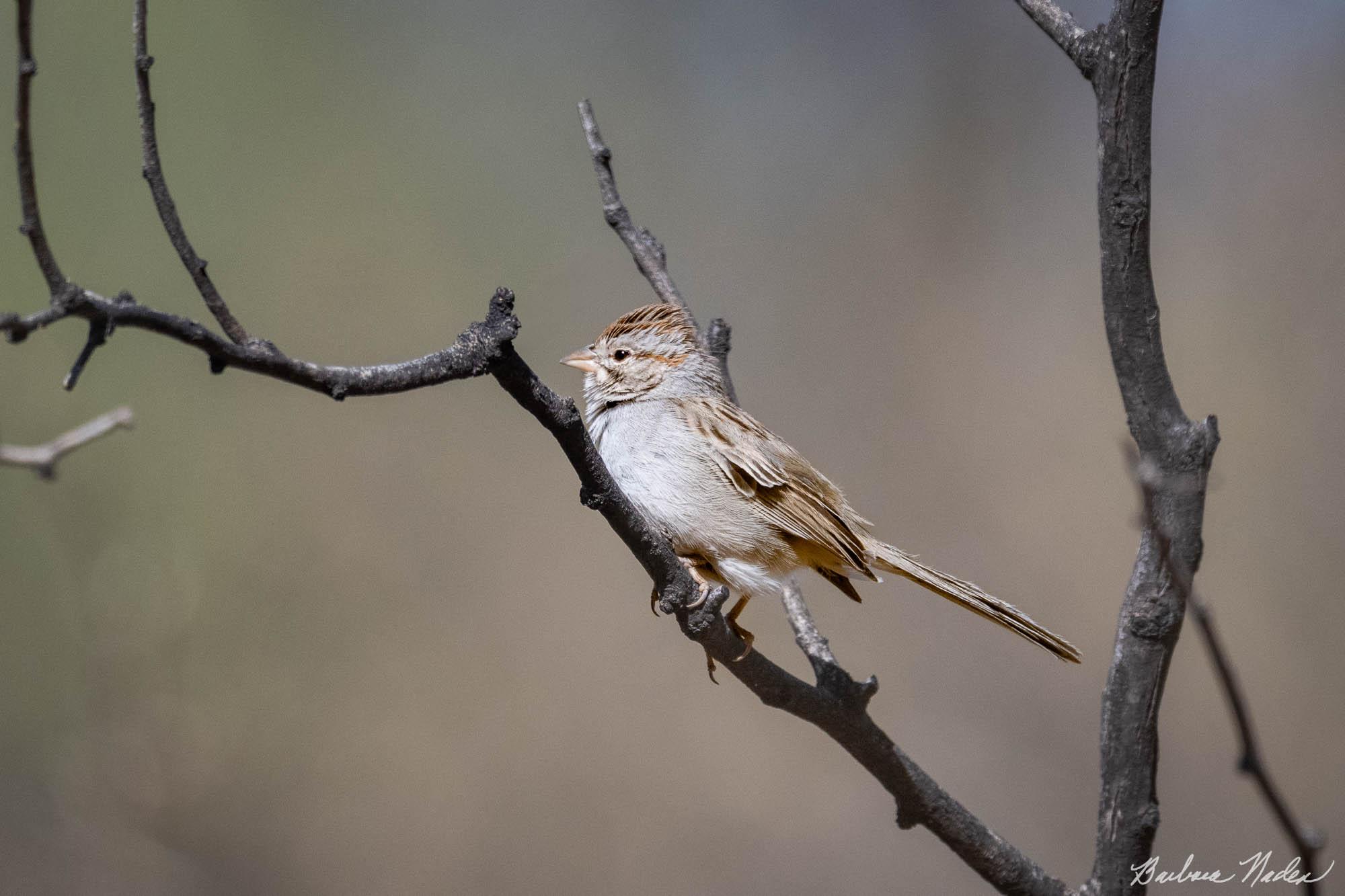 Windy Today - Hereford Bridge Trail, Arizona