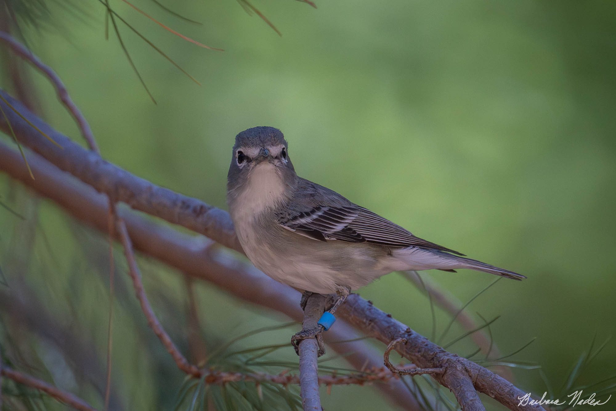 What are you doing here? - Hereford Bridge Trail, Arizona