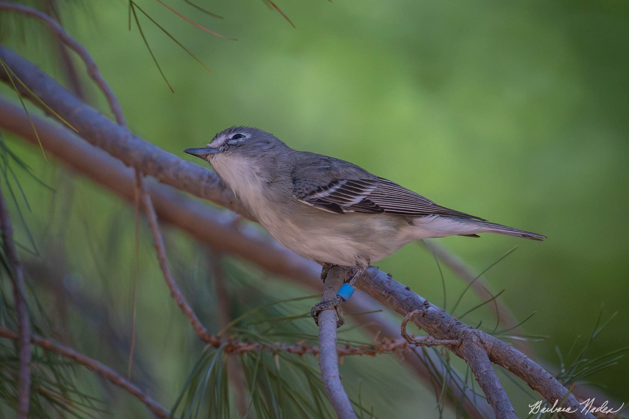 Plumbeous Vireo - Hereford Bridge Trail, Arizona