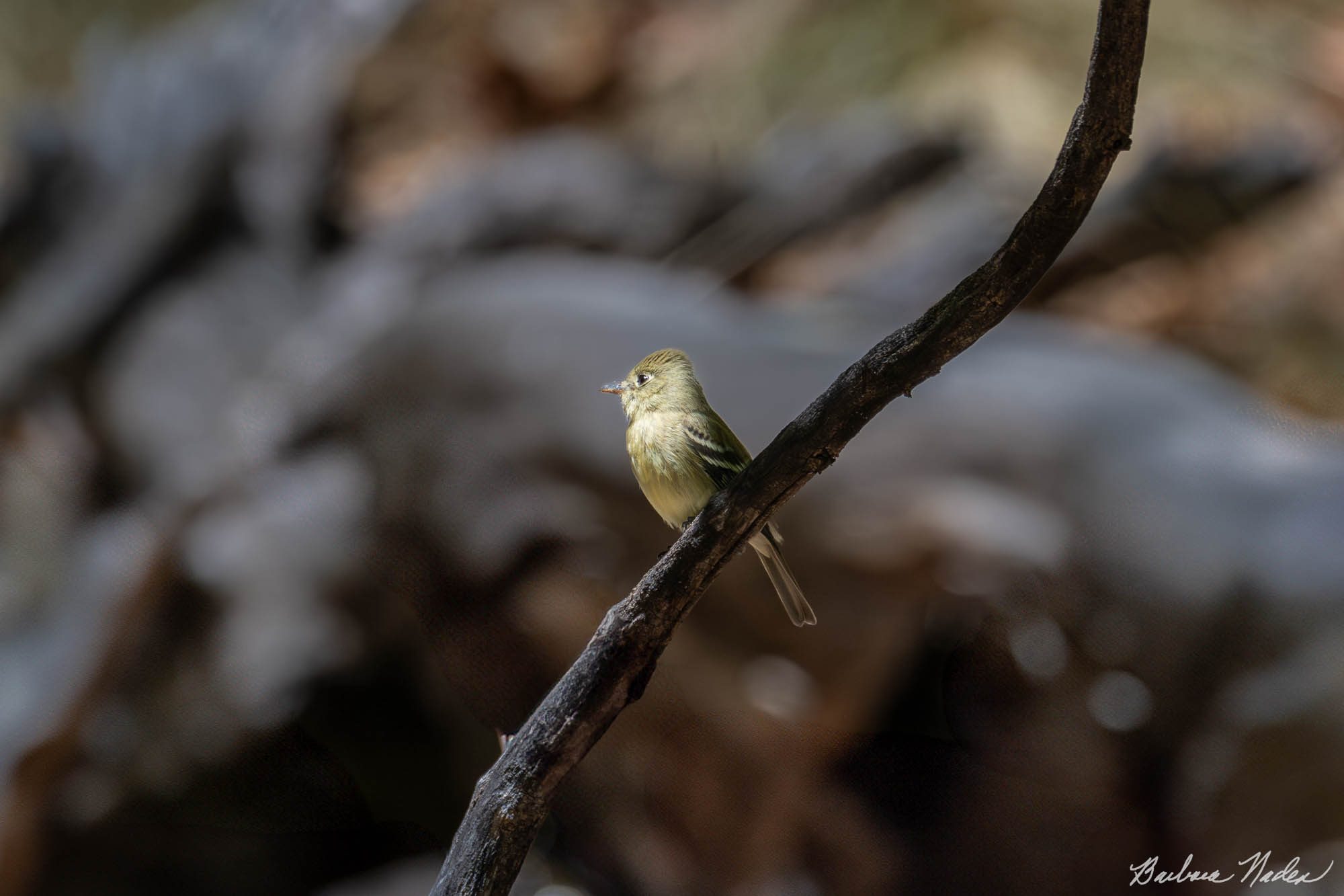 Western Flycatcher - Hereford Bridge Trail, Arizona