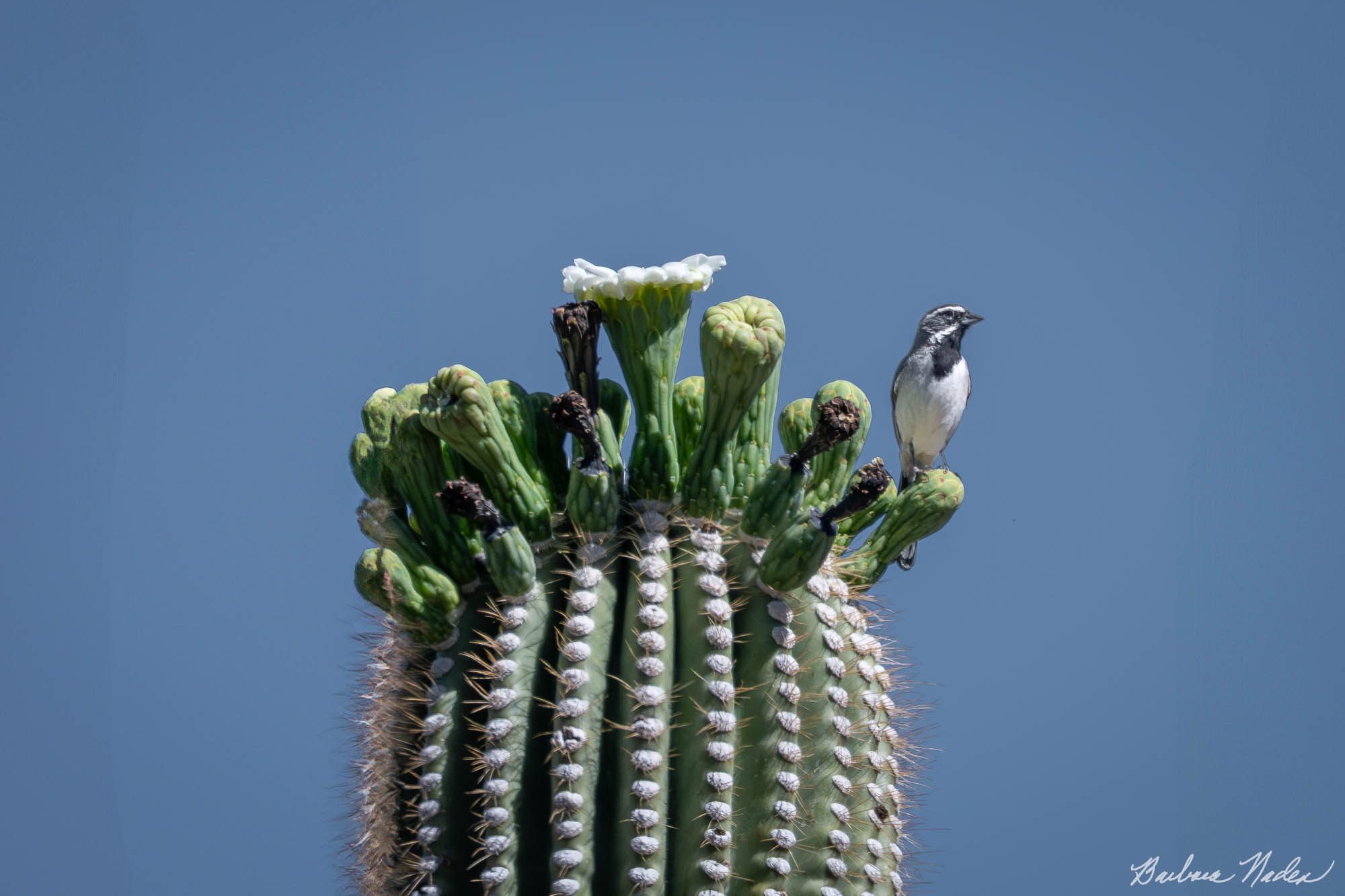 Blooming Saguaro Cactus with a Black-throated Sparrow - Saguaro National Park, Arizona