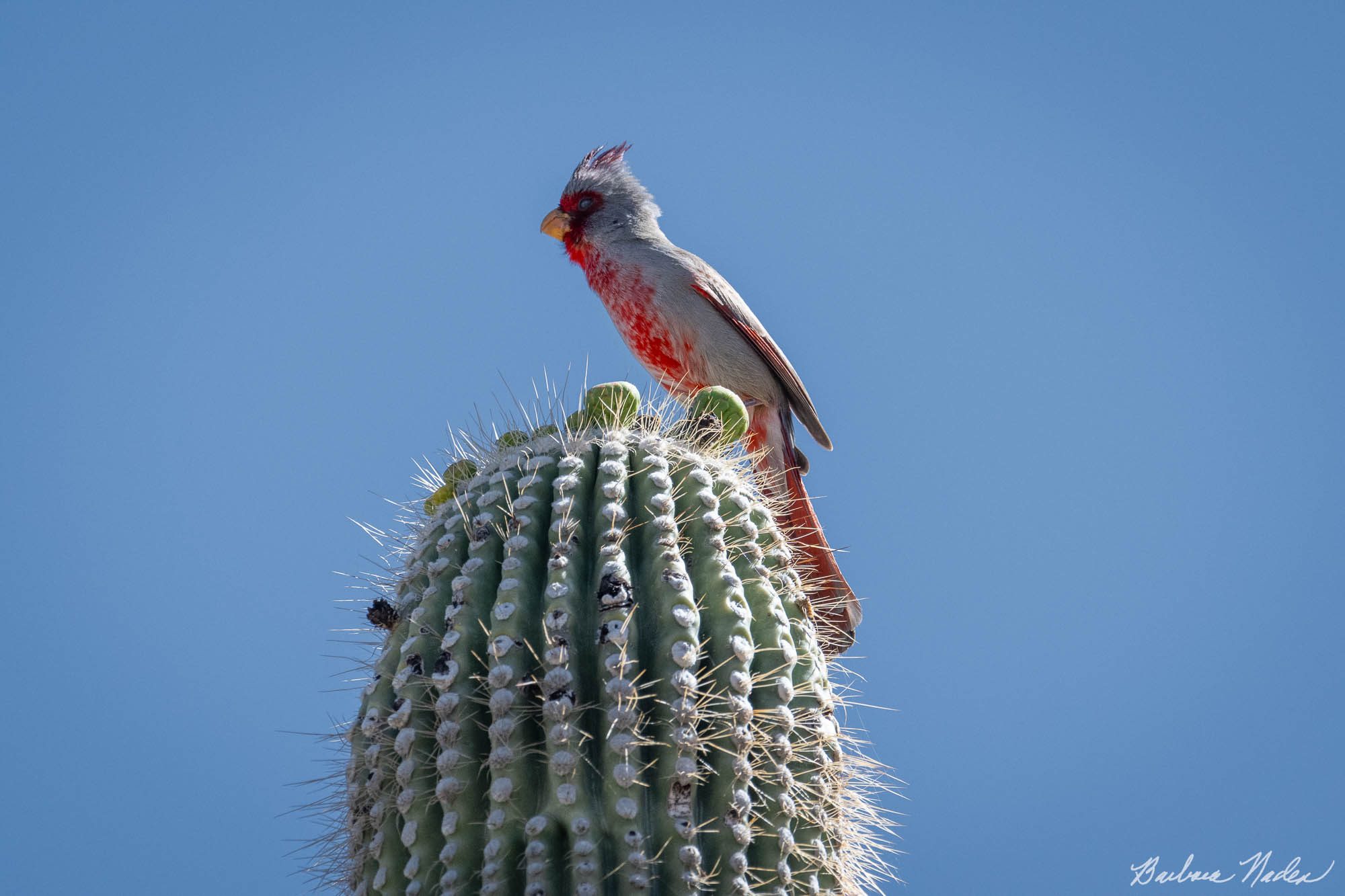 Female Pyrrhuloxia - Saguaro National Park, Arizona