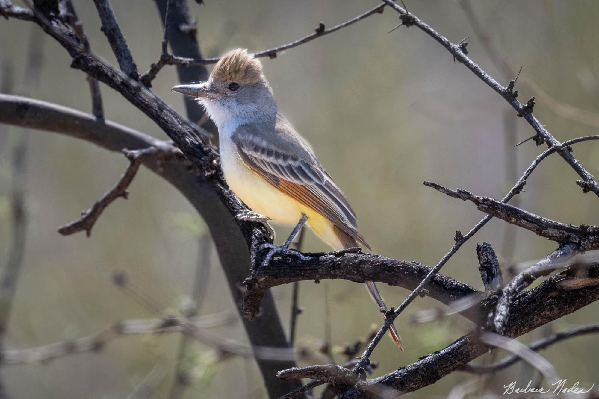 Brown-crested Flycatcher - Saguaro National Park, Arizona