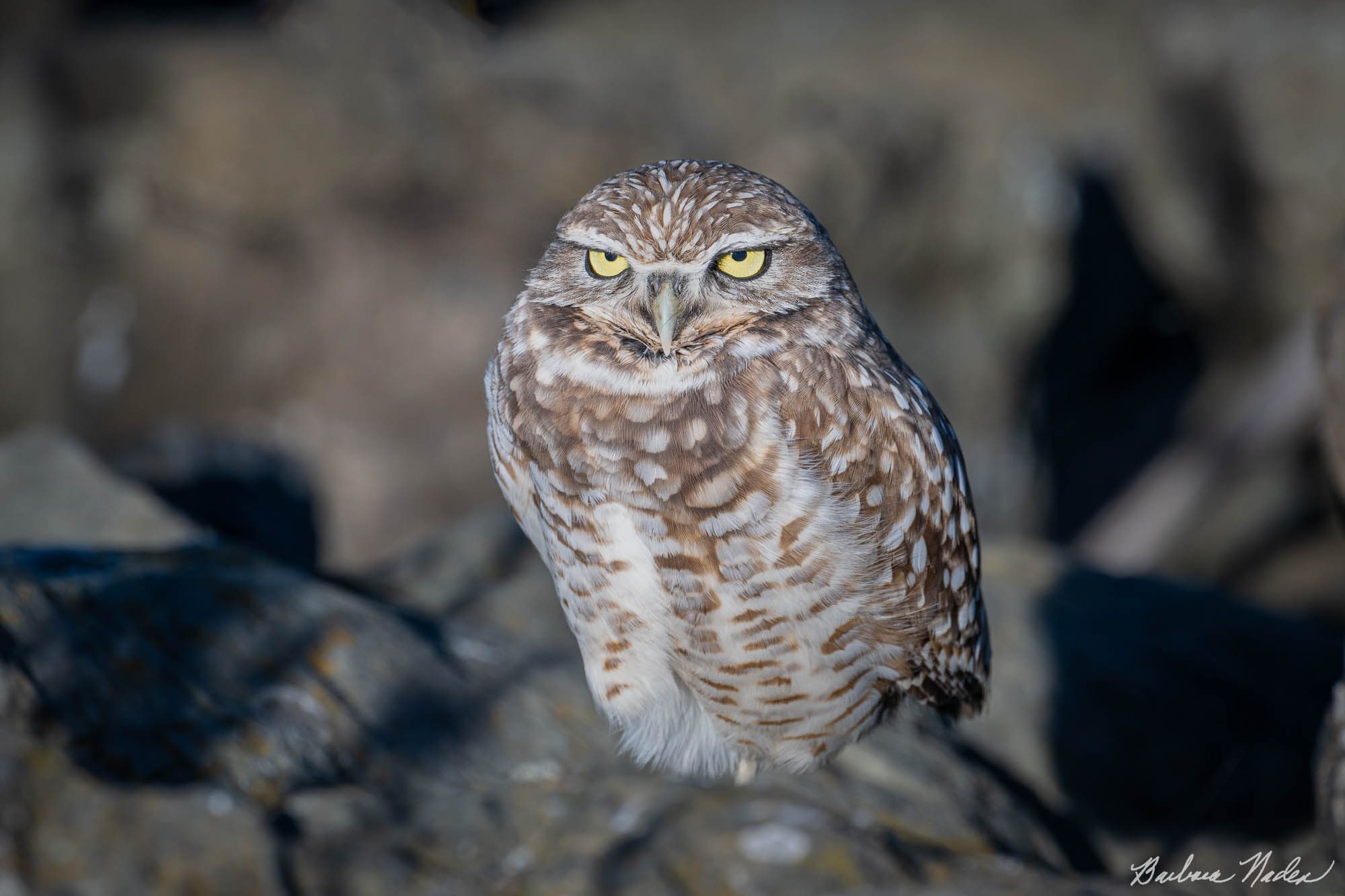 Pensive - San Francisco Bay Area