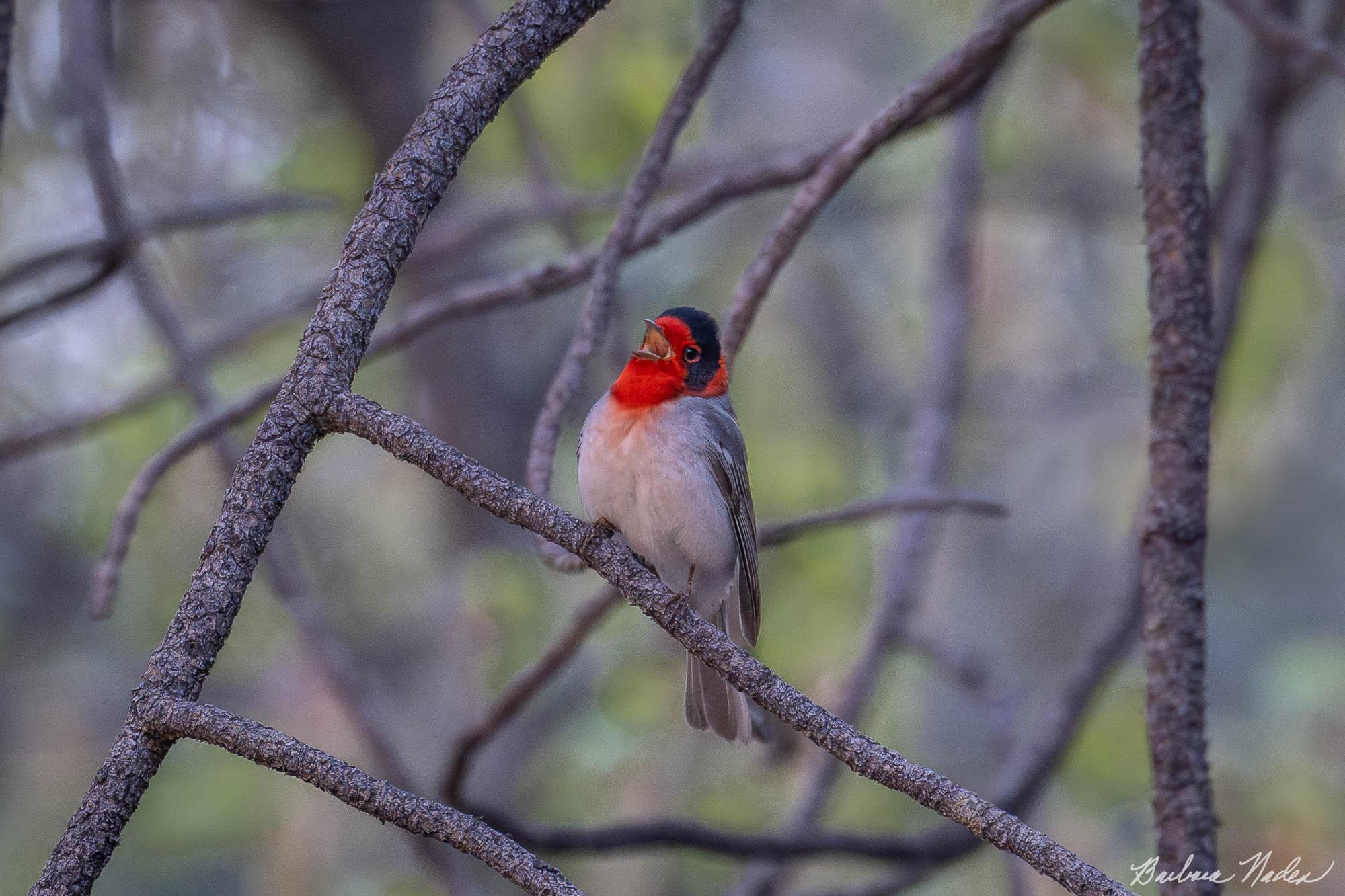 Singing My Heart Out - Mount Lemon, Arizona